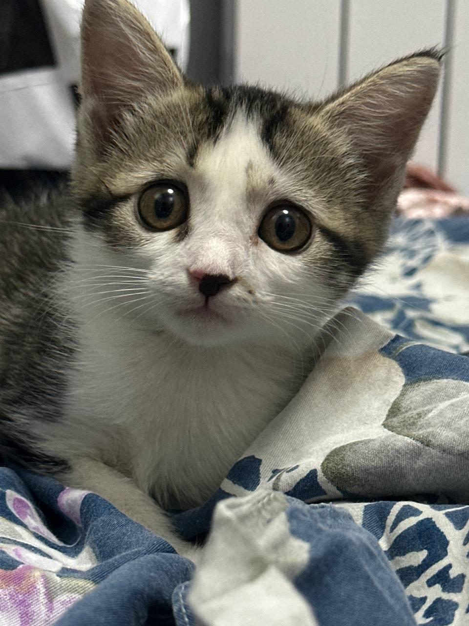 Close-up photo of a small white and tabby kitten lying on a patterned blue blanket. The kitten has large, bright round brown eyes, soft white fur around its chest and muzzle, brown and black tabby markings on its forehead and ears, and a distinctive dark heart-shaped spot on its pink nose. It looks directly into the camera with an expressive, curious gaze.