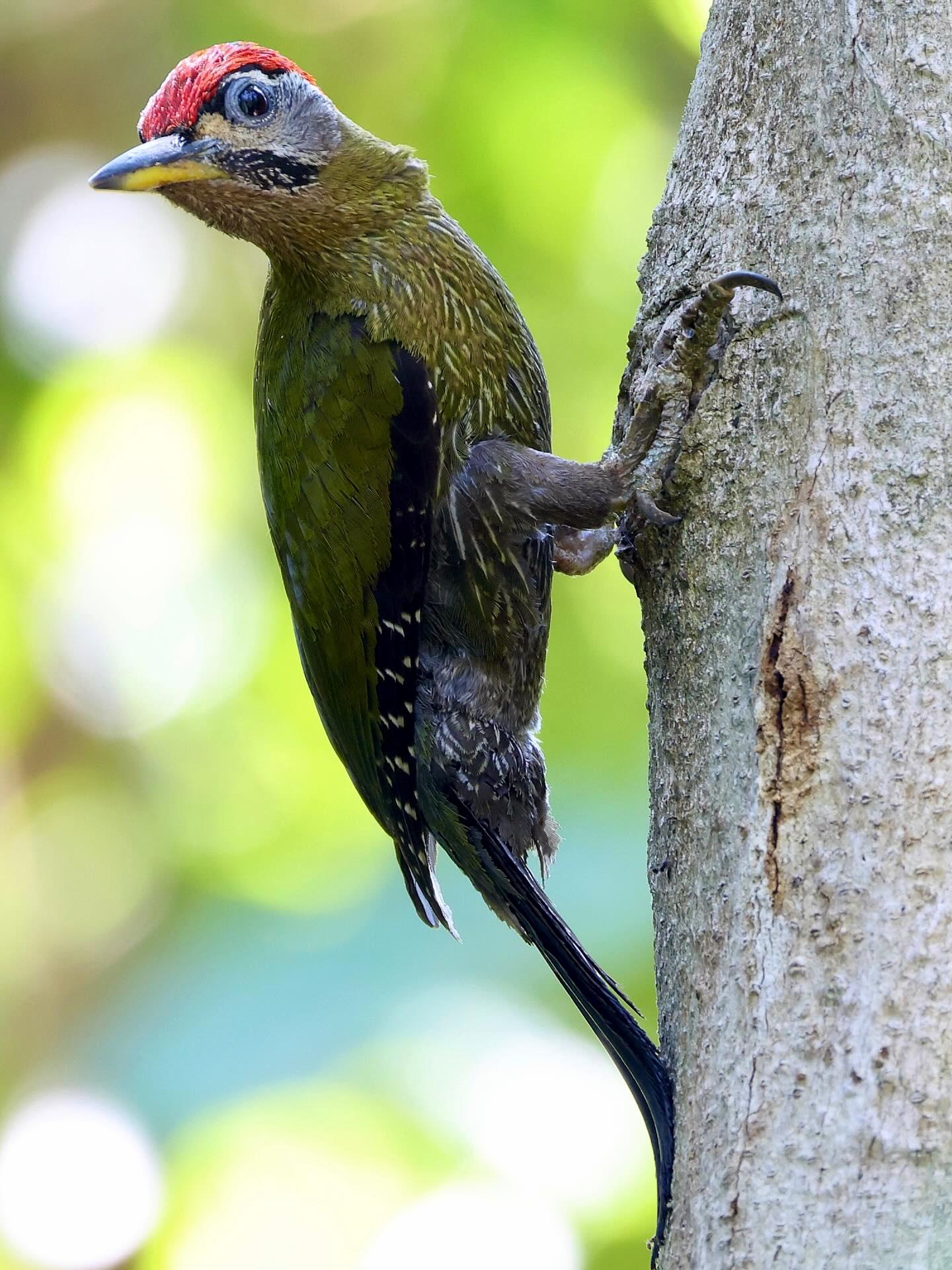 Laced Woodpecker (Picus vittatus)