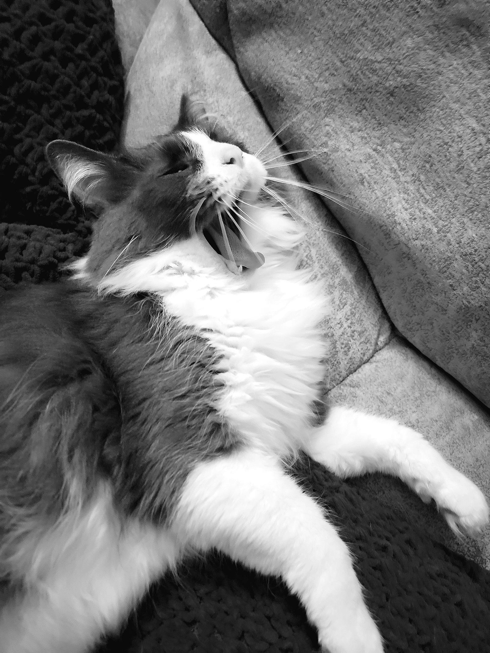 Candid Black-and-white photo of a long-haired cat named Luke, reclining on a couch, eyes closed and mouth open in a big yawn.