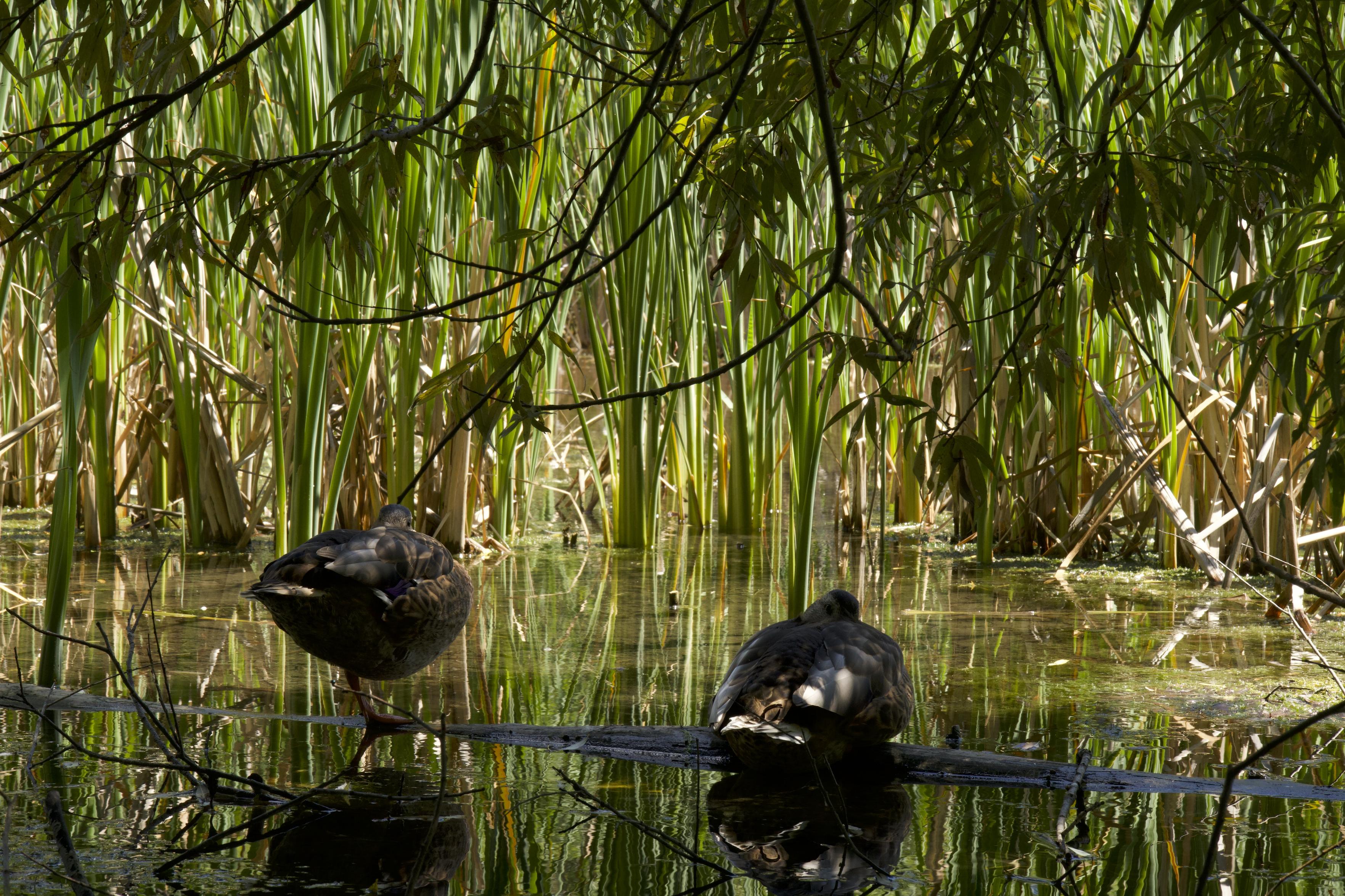 This is a landscape photo (taken in the summer) of two ducks resting on a floating log in a pond located in an urban wetland area. The ducks are facing away from the camera and are somewhat in the shadows. The reeds in the background are a vivid green accentuated by the sunshine in that area of the pond.
