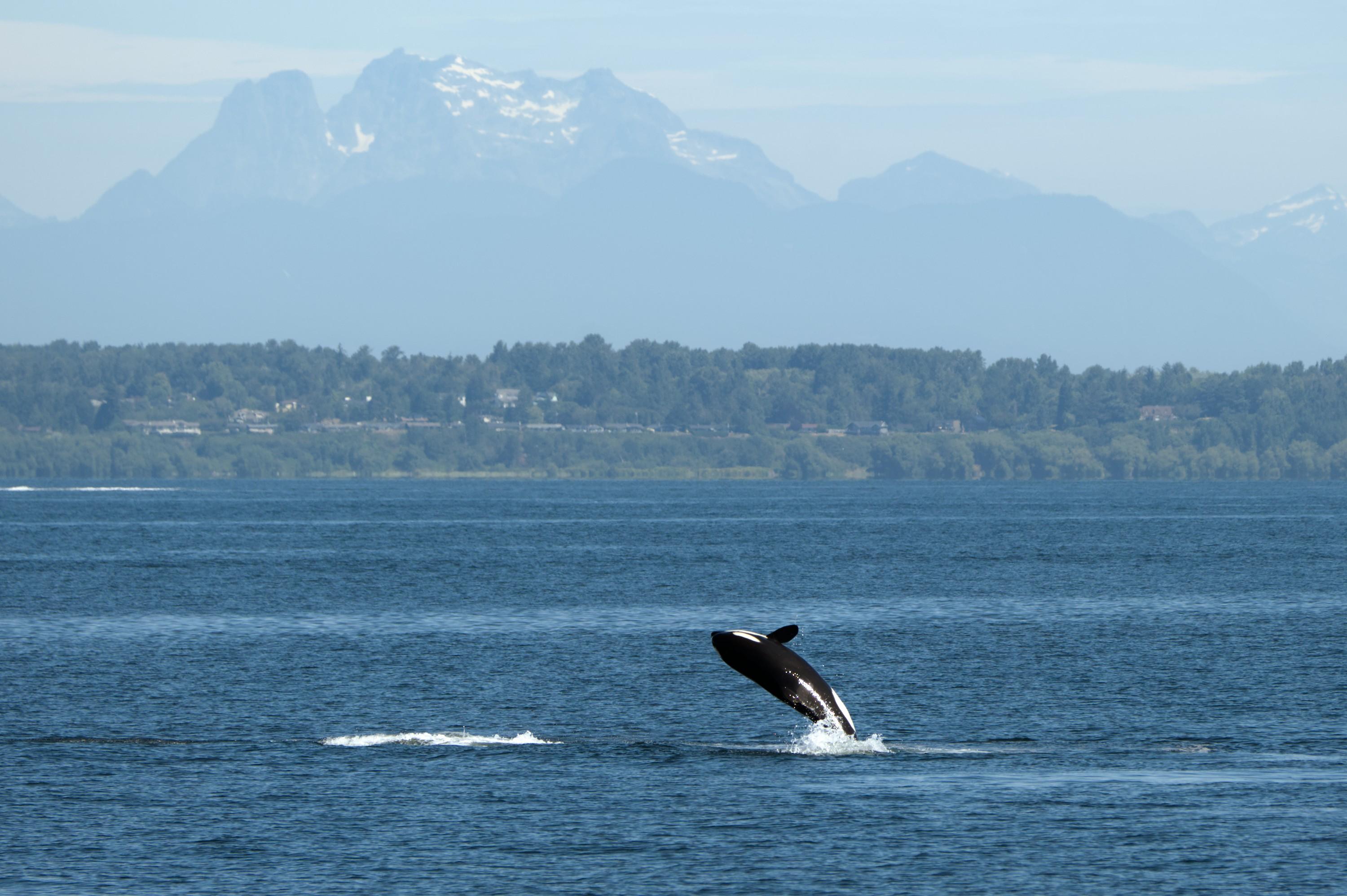An exultant orca whale jumping out of the water and is about to land on its back. The water is of serene deep blue color. A hazy mountain range is dominating background.