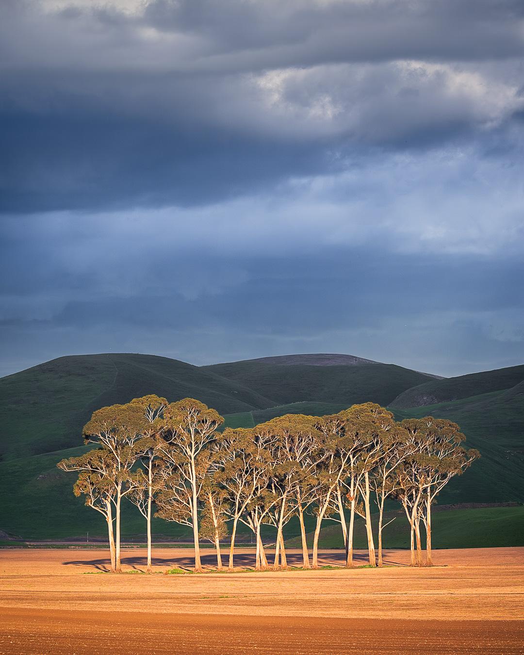 A stand of eucalyptus trees glows in the late light, their slender forms rising against stormy skies and rolling Hawke’s Bay hills.