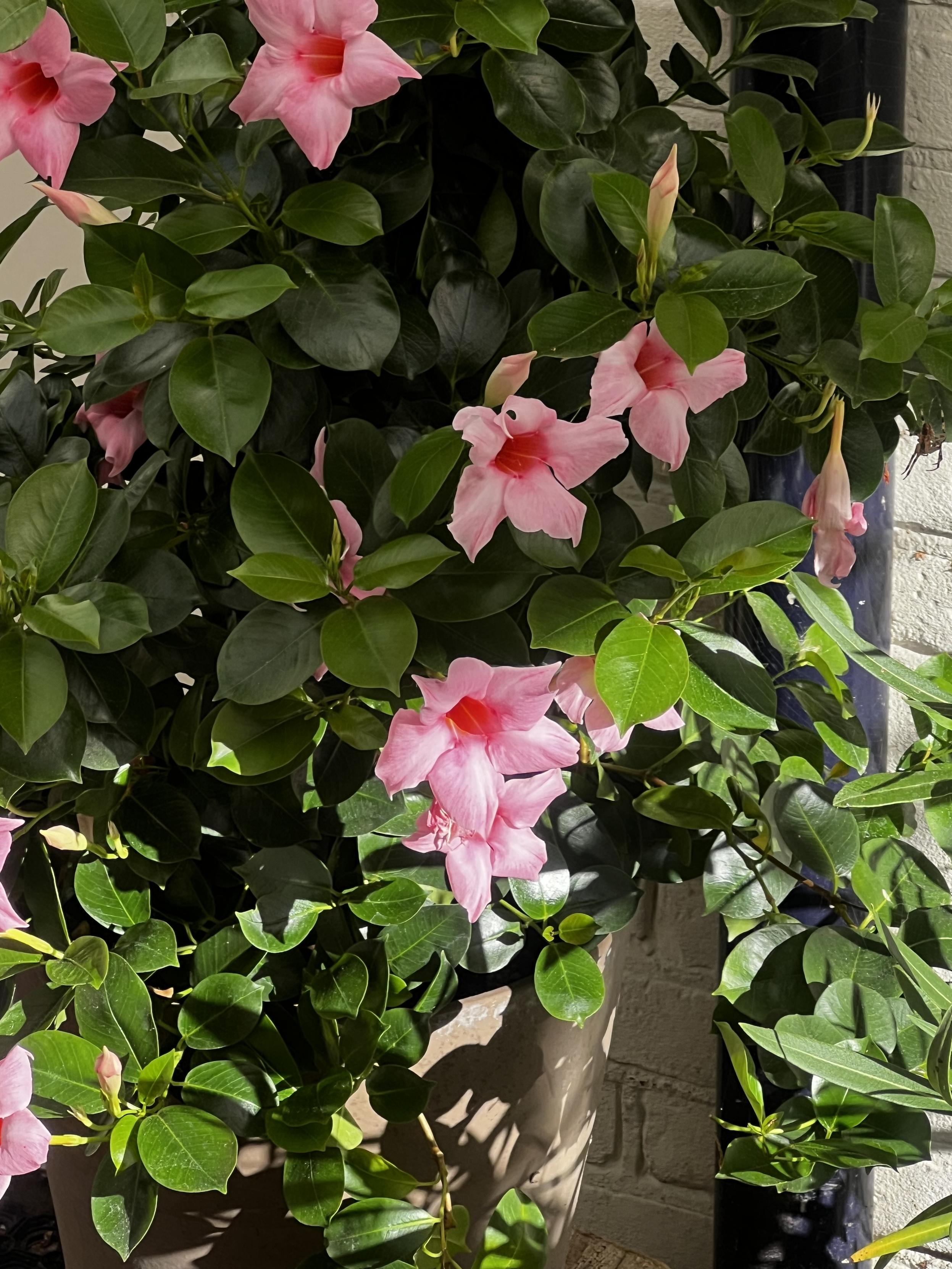 Pink, cupped, flowers against deep green foliage.