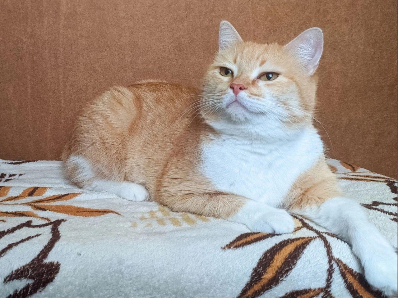 A fluffy orange and white cat is relaxing comfortably on a soft, patterned blanket. The cat is lying with its body stretched across the blanket, its front paws resting neatly in front of it and one paw extended toward the edge. Its warm orange fur covers most of its back, head, and sides, while its chest, muzzle, and paws are bright white. The cat has a calm, slightly serious expression as it looks toward the camera, with its ears upright and whiskers gently extending from its face. A plain warm brown wall forms the background, creating a cozy and peaceful setting.