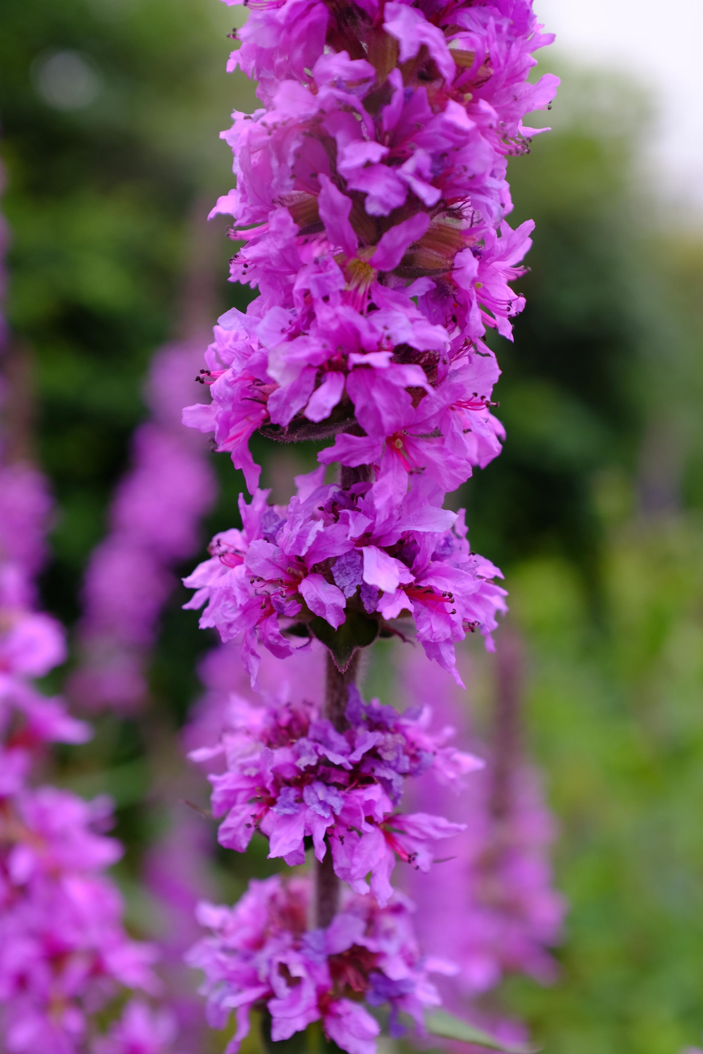 A close-up image of a tall purple-flowering spike of a plant. The florets have numerous petals and are arranged in rings around the stem, almost covering it. The spike obviously continues both above and below the frame. In the background can be seen a few other out-of-focus spikes and other vegetation of paler and darker green. There is a small area of pale blue, almost white, sky top right.

The plant is Purple Loosestrife (Lythrum salicaria), native to temperate regions of Europe, Asia, northern Africa, and eastern Australia and found in ditches, wet meadows, marshes and along sides of lakes. The flowers are pollinated by long-tongued insects, including bees and butterflies. It has been introduced in many areas of North America by bee keepers, owing to its abundance of flowers providing an important source of nectar. In consequence, in some areas it is considered to be an invasive species.