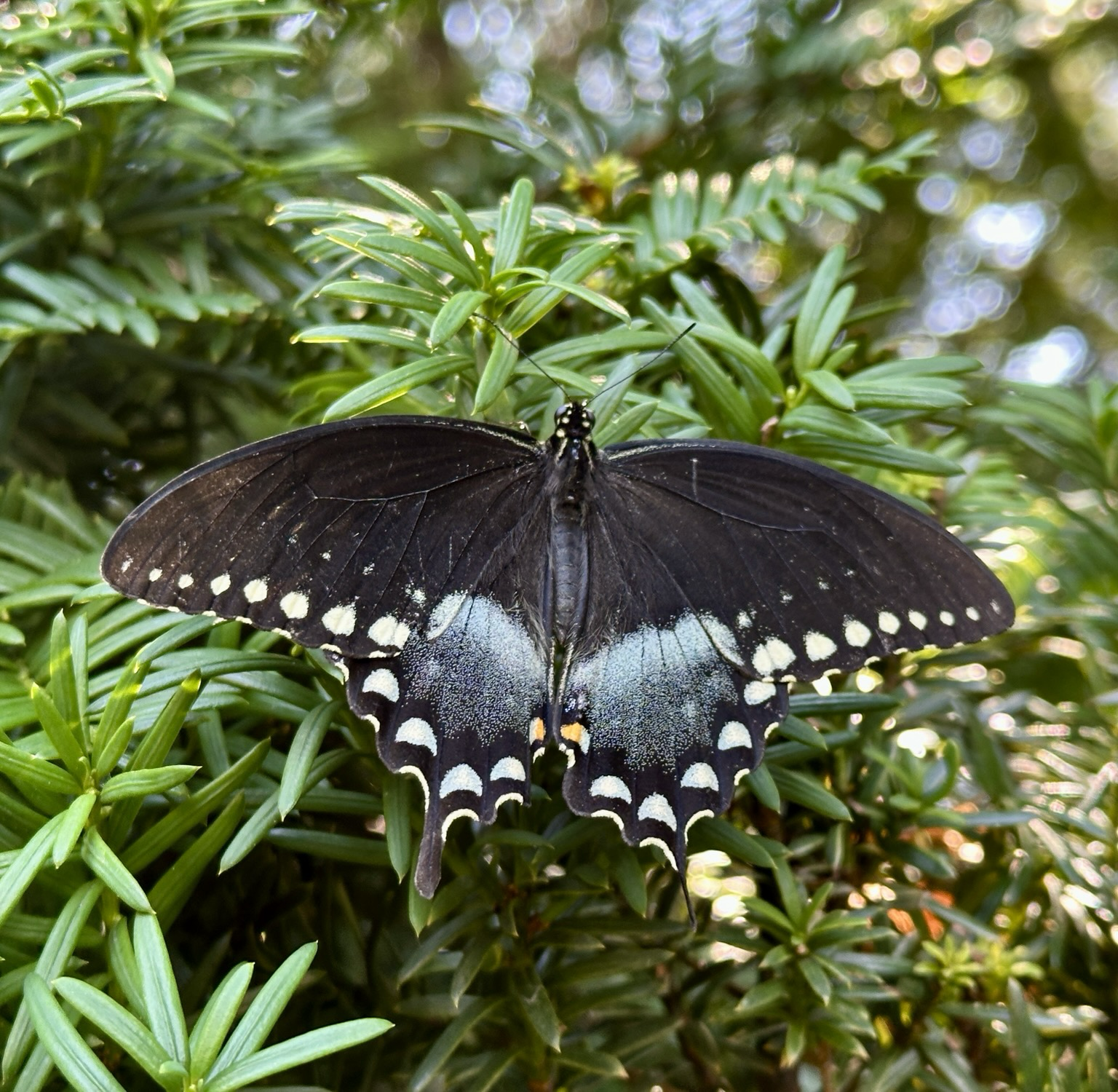 A close up photo of a Spicebush Butterfly resting on a juniper branch.