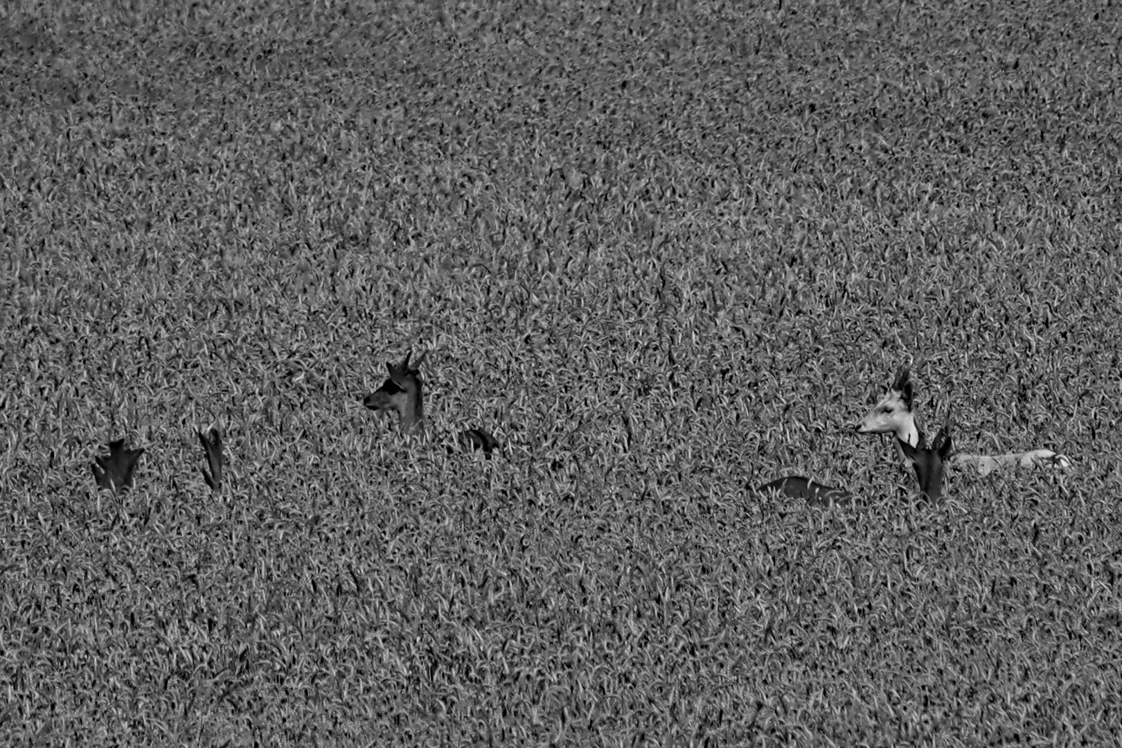 Four fallow deer stags in a wheat field shortly before harvest. On the left, only the tips of an antler can be seen protruding from the wheat, whilst the other three to the right of it have only small antler buds. The stag on the far left is white. The stags are completely surrounded by wheat. The image is black and white.