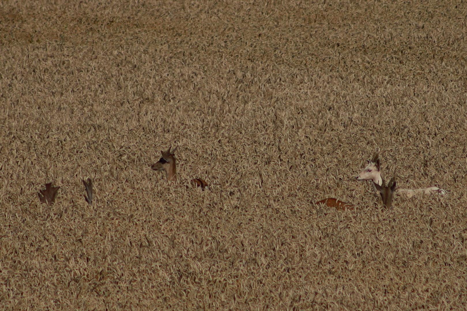 Four fallow deer stags in a wheat field shortly before harvest. On the left, only the tips of an antler can be seen protruding from the wheat, whilst the other three to the right of it have only small antler buds. The stag on the far left is white. The stags are completely surrounded by wheat.