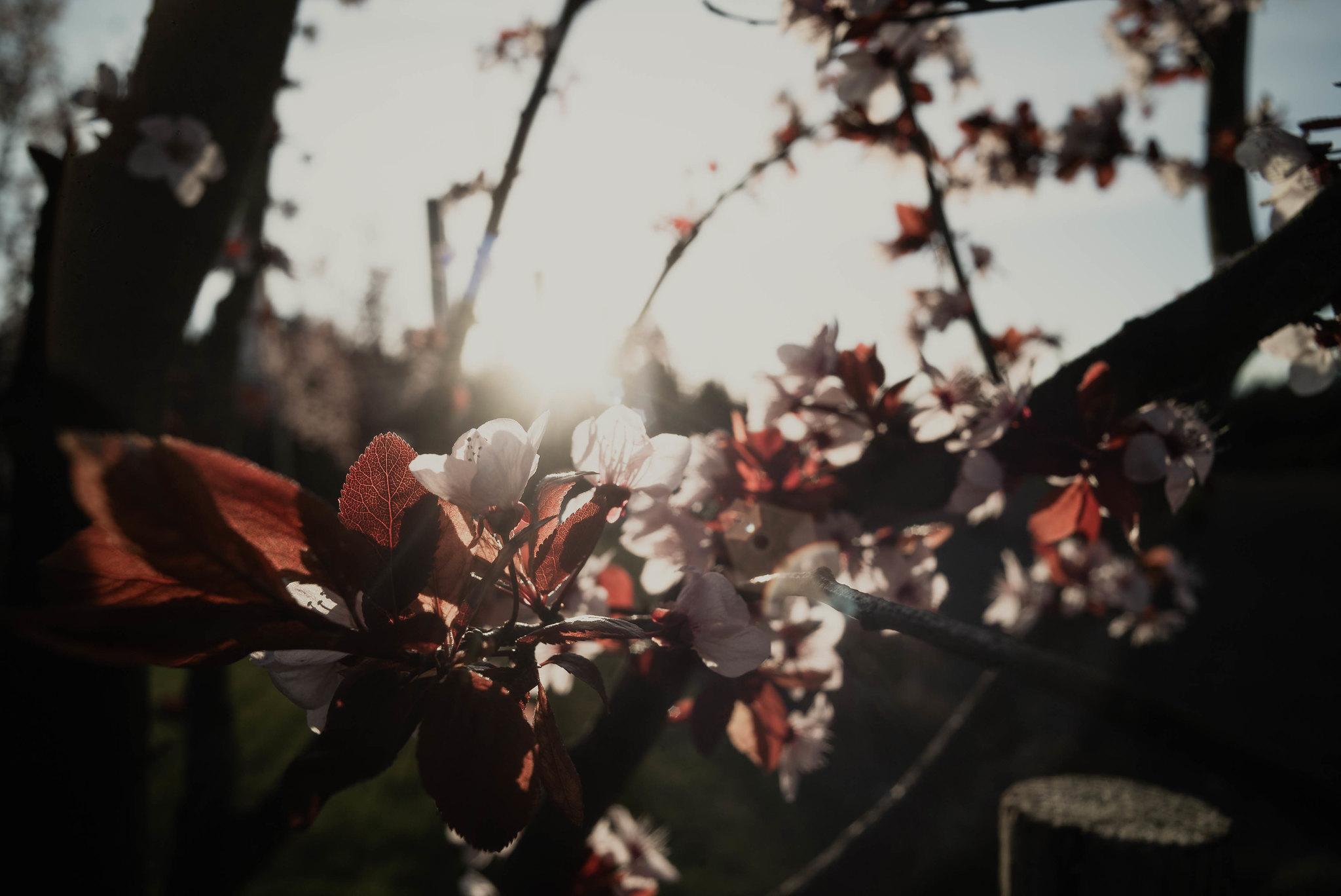 Color photo of a group of small blooming flowers with white petals in landscape format.

The close-up, almost macro photo was taken in the early morning with the rising sun peeking from the far horizon providing a strong backlighted/flaring light source in the top center of the frame. The small group of four flowers in focus in the center of the frame particularly stand out due to this light source. Two blooming flowers, pointing upwards, have deep shadowed pistils visible through their closest petals. Three dark maroon leaves surrounding the flowers are glowing in the sunlight with clearly defined network of veins and triangular edges.

The rest of the scene, a backdrop of the tree trunk, branches, flowers, and leaves, are buried out of focus in deep shadows and flare.