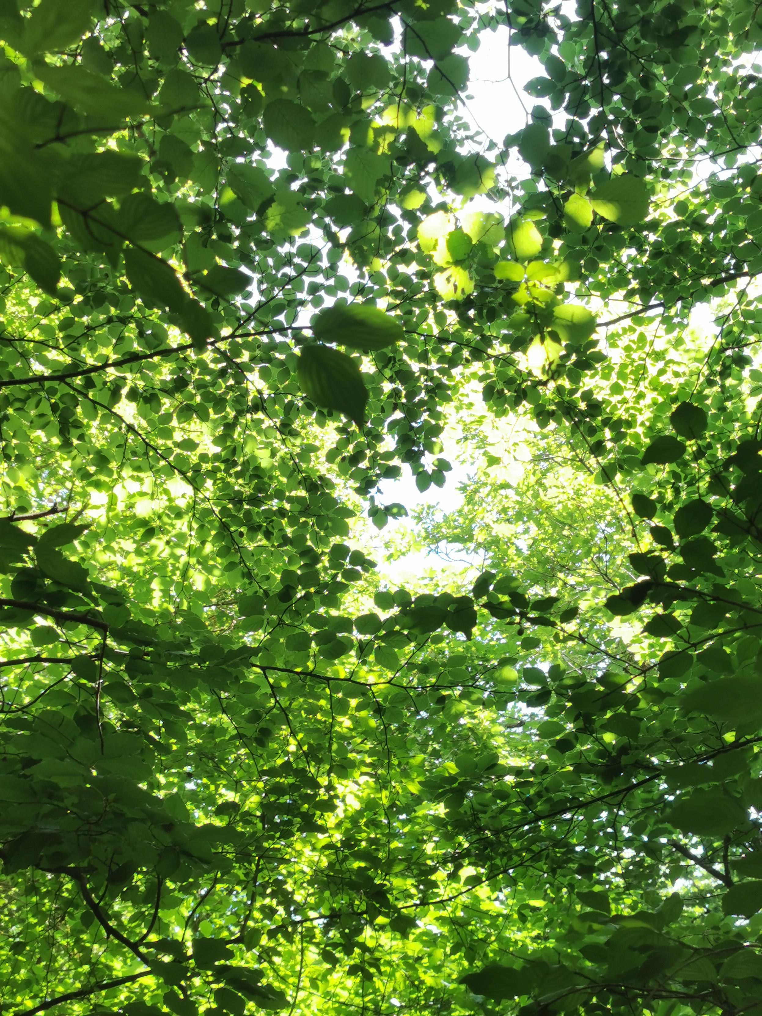 Vue vers la canopée, jour de chaleur. Ambiance chlorophylle.