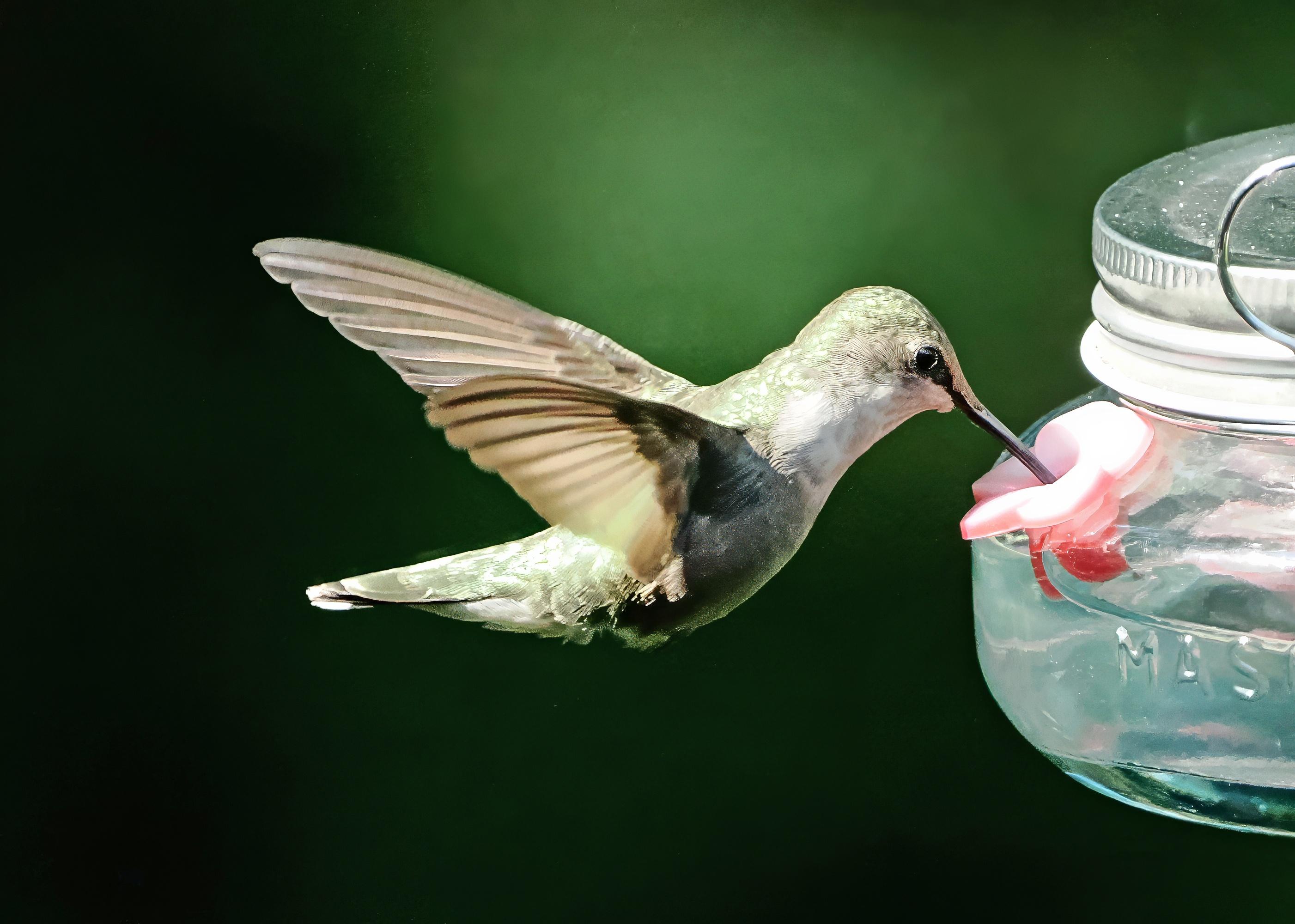This picture shows a female ruby throated hummingbird in mid-hover while it drinks from a nectar feeder. She's pretty stout, making me think she's the mom.