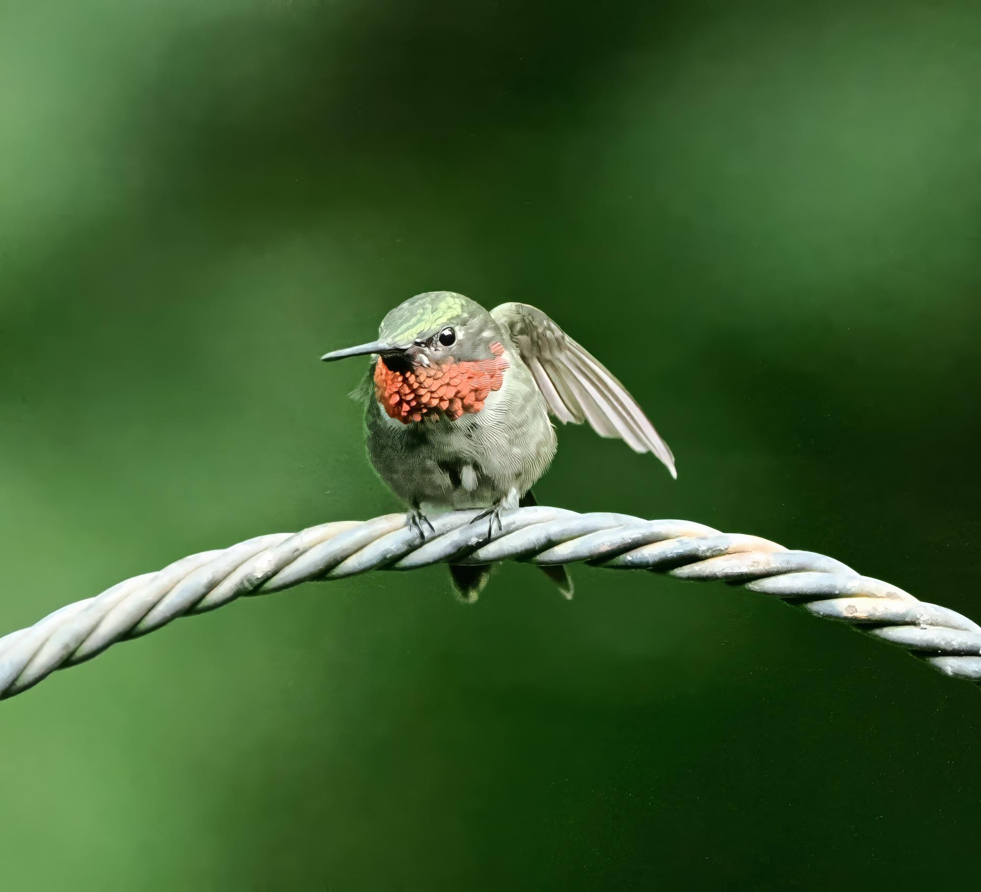 This picture shows an adult male ruby throated hummingbird (The Yard Boss) resettling its feathers. It's red gorget is fully illuminated by the sun.