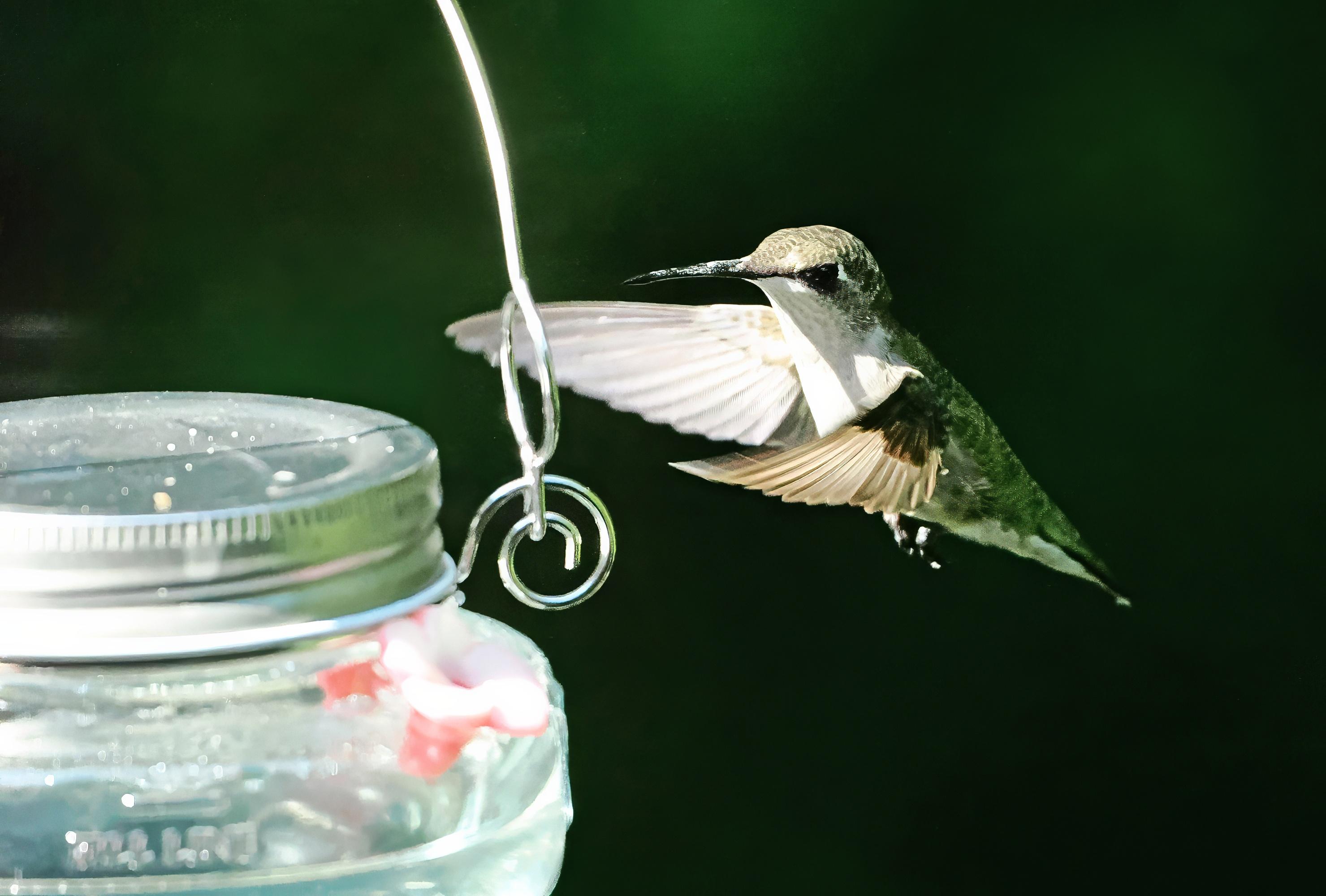 I believe this is a different, slimmer female ruby throated hummingbird approaching the nectar feeder.