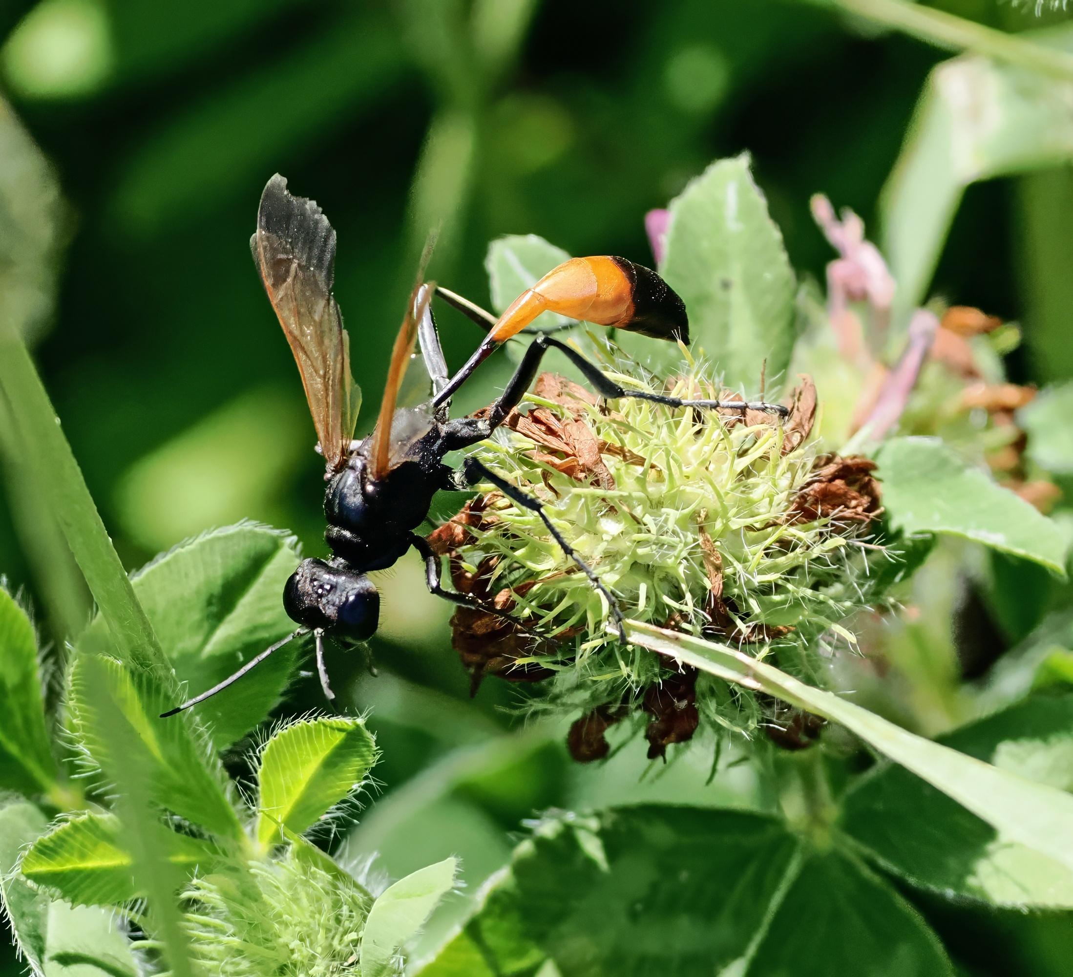 This was a large wasp, about 1.5 inches long. Its head and thorax are black and it has orangish wings. It has a tiny waist connecting the thorax to the rest of its abdomen, thus leading to its name, "thread waisted wasp."