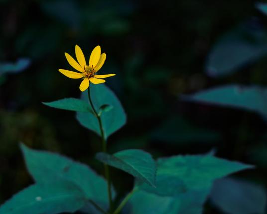 Yellow flower with 8 delicate petals rises out of almost cyan foliage