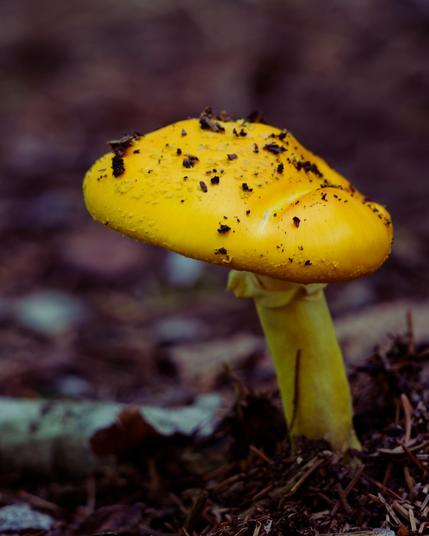 A yellow mushroom with little dark pieces on top pushing out of mulch-like forest floor