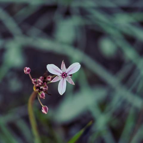 Flower with three-fold symmetry is a little below and to the left of the center of the frame with a blurred out tangle of desaturated foliage behind