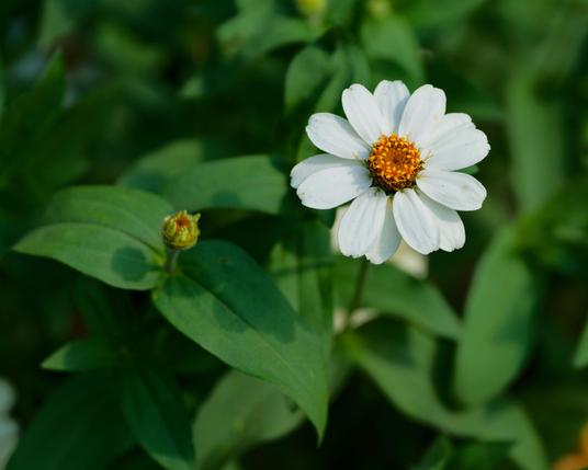 white zinnia with petals surrounding a yellow core is by itself except for a bud in a field of leaves