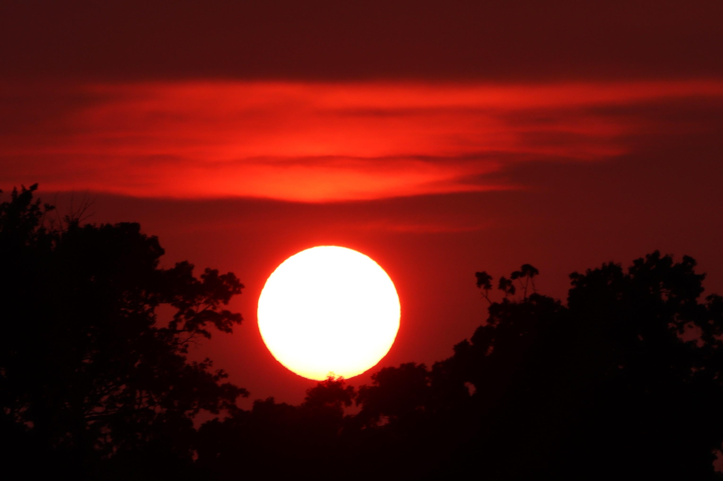 Sunset photograph of a bright white sun setting into treetops with a dark pink sky behind and a horizontal stripe of brighter pink clouds above.