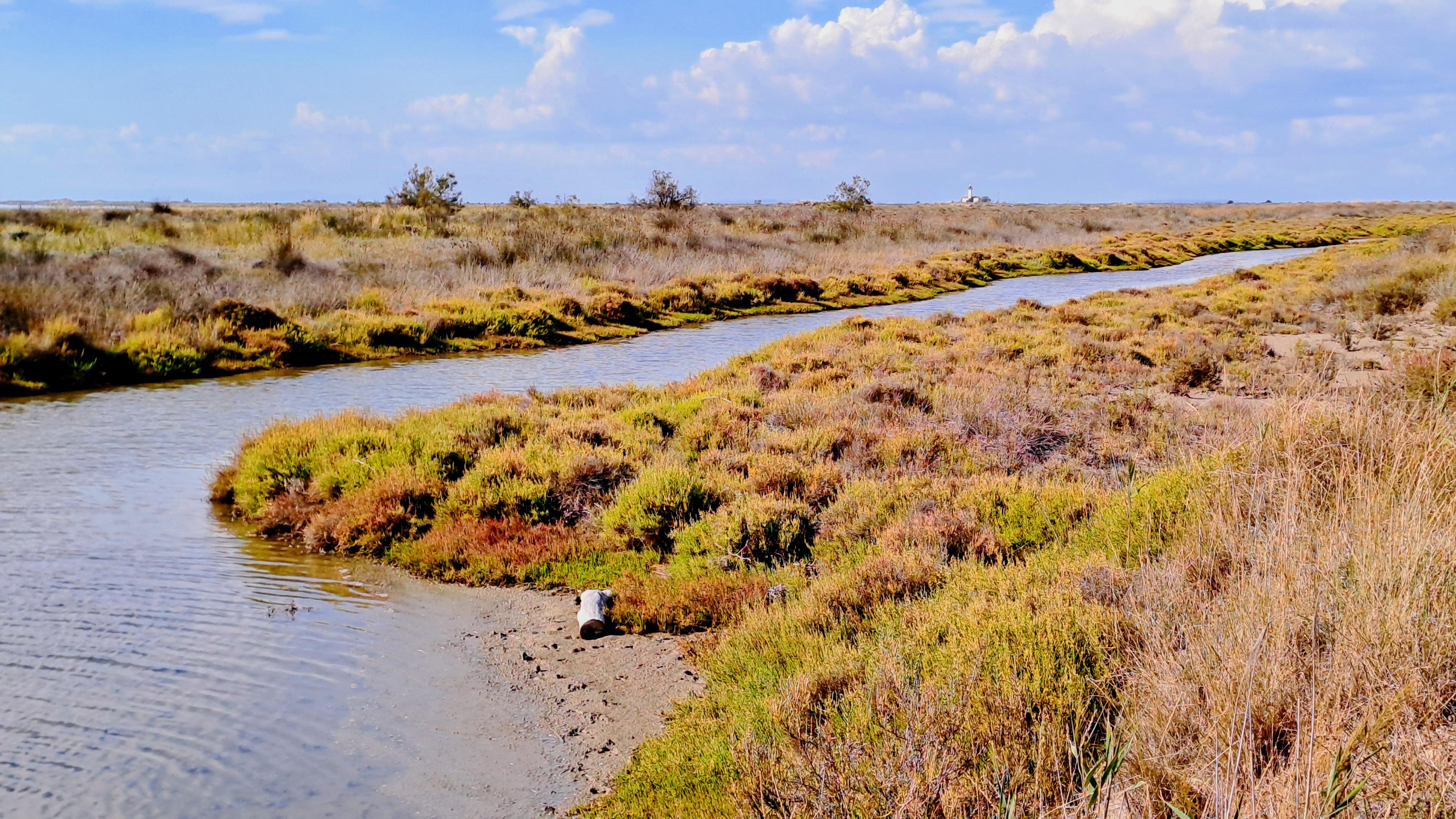 Durch eine flache Wiesenlandschaft verläuft ein Wassergraben. Im Vordergrund ist eine kleine Ausbuchtung mit einem kleinen Strandsaum zu sehen. Darin sind einige Fußspuren von Vögeln und ein Stück Holz von einem Baum zu sehen.