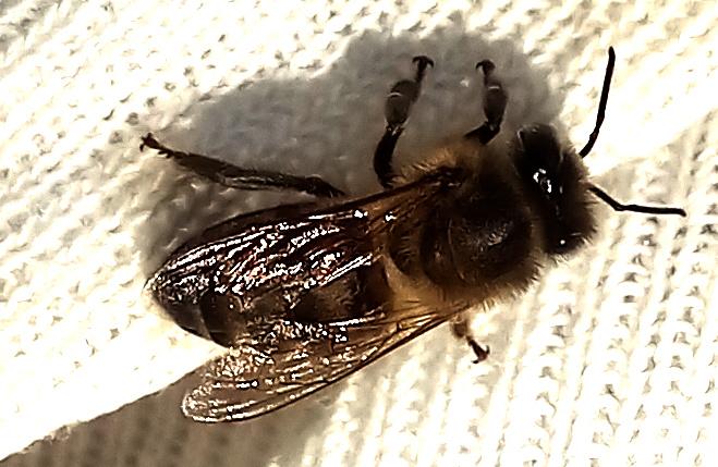 A bee illuminated from the side on a white blanket
The wings reflect the flash I used.