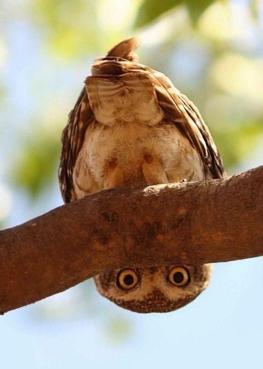 Junger Eulenvogel, der sich auf einem Ast sitzend nach unten beugt und fast auf dem Kopf hängend nach hinten sieht.
Quelle: Barbara Wilkins, Pinterest