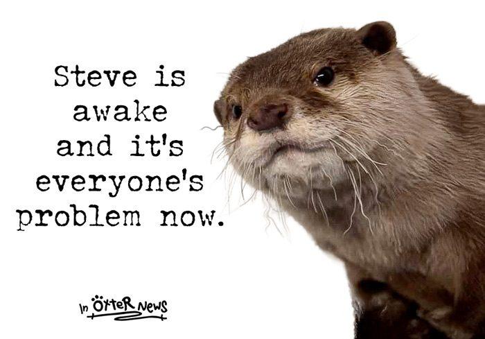 Description: A close-up photograph of a brown otter (named Steve) against a plain white background, styled like a lighthearted internet meme.

Image text (exactly as shown):
“Steve is awake and it’s everyone’s problem now.”

Below that, in smaller handwritten-style text:
“In Ötter News”
