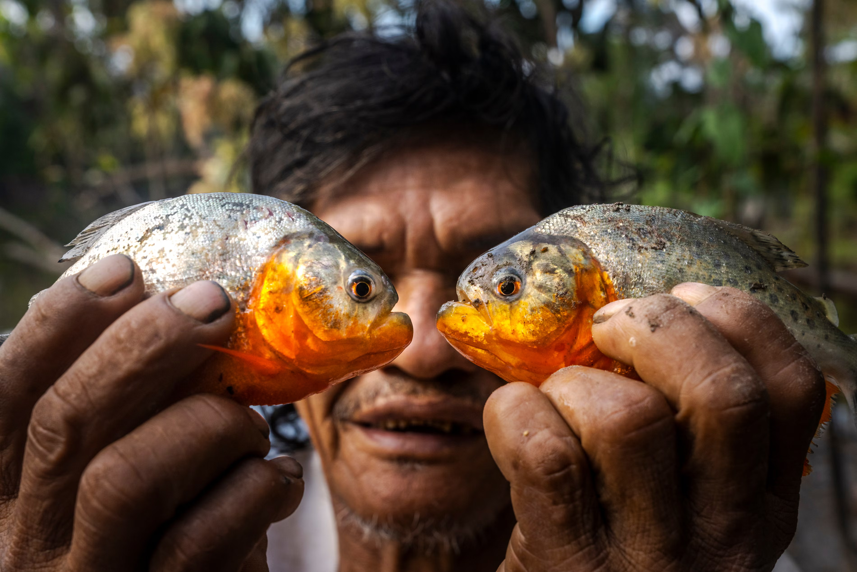 Luis Ferreira, a fisher from the Mocagua Indigenous reserve, holds up two red piranhas.
