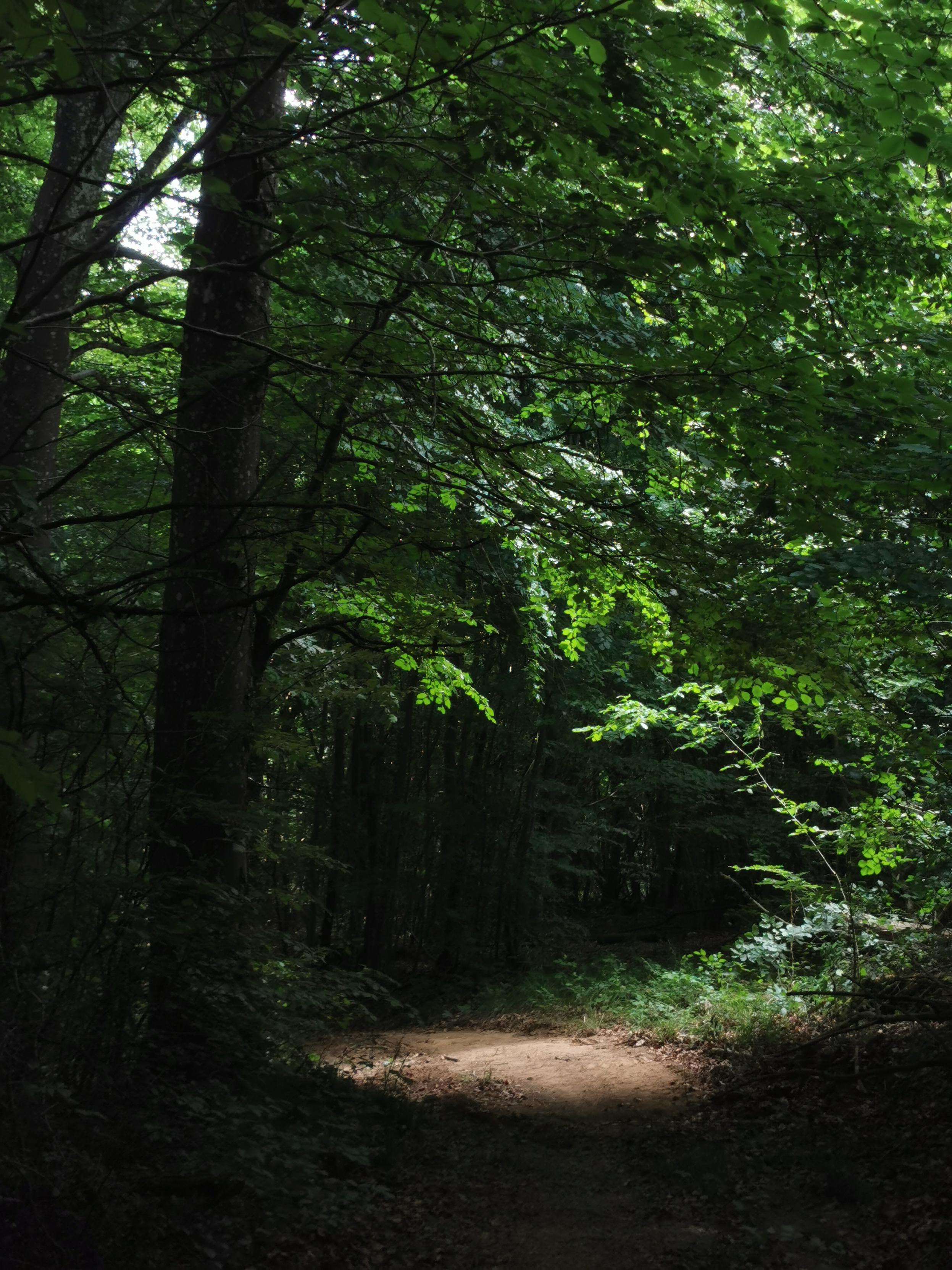 Dans une forêt très épaisse et très sombre, un peu de lumière vient éclairer une portion de chemin au pied d'un arbre.