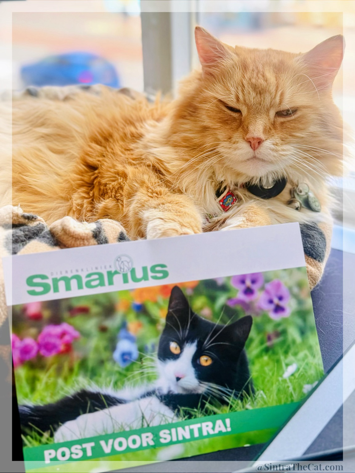 A ginger cat is lying on his cat bed looking not too happy 😃