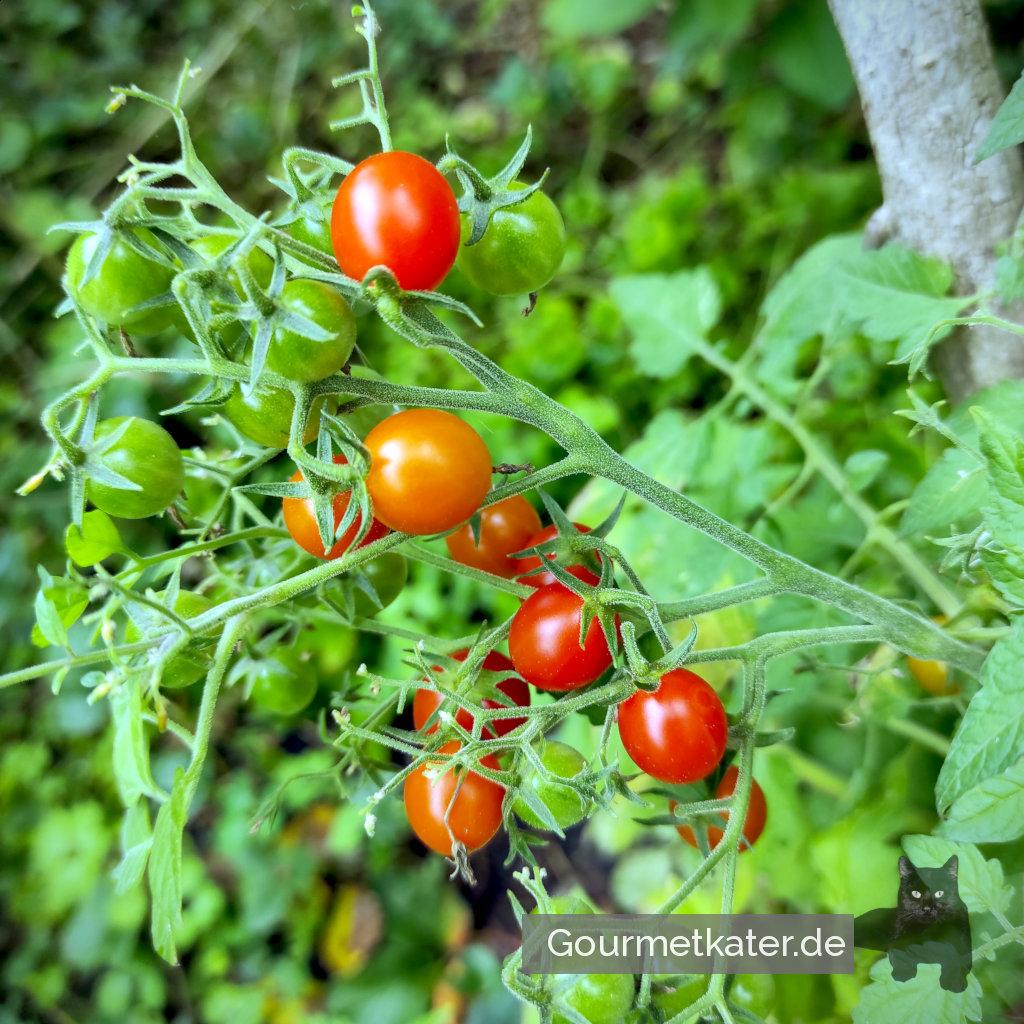 Tomaten
