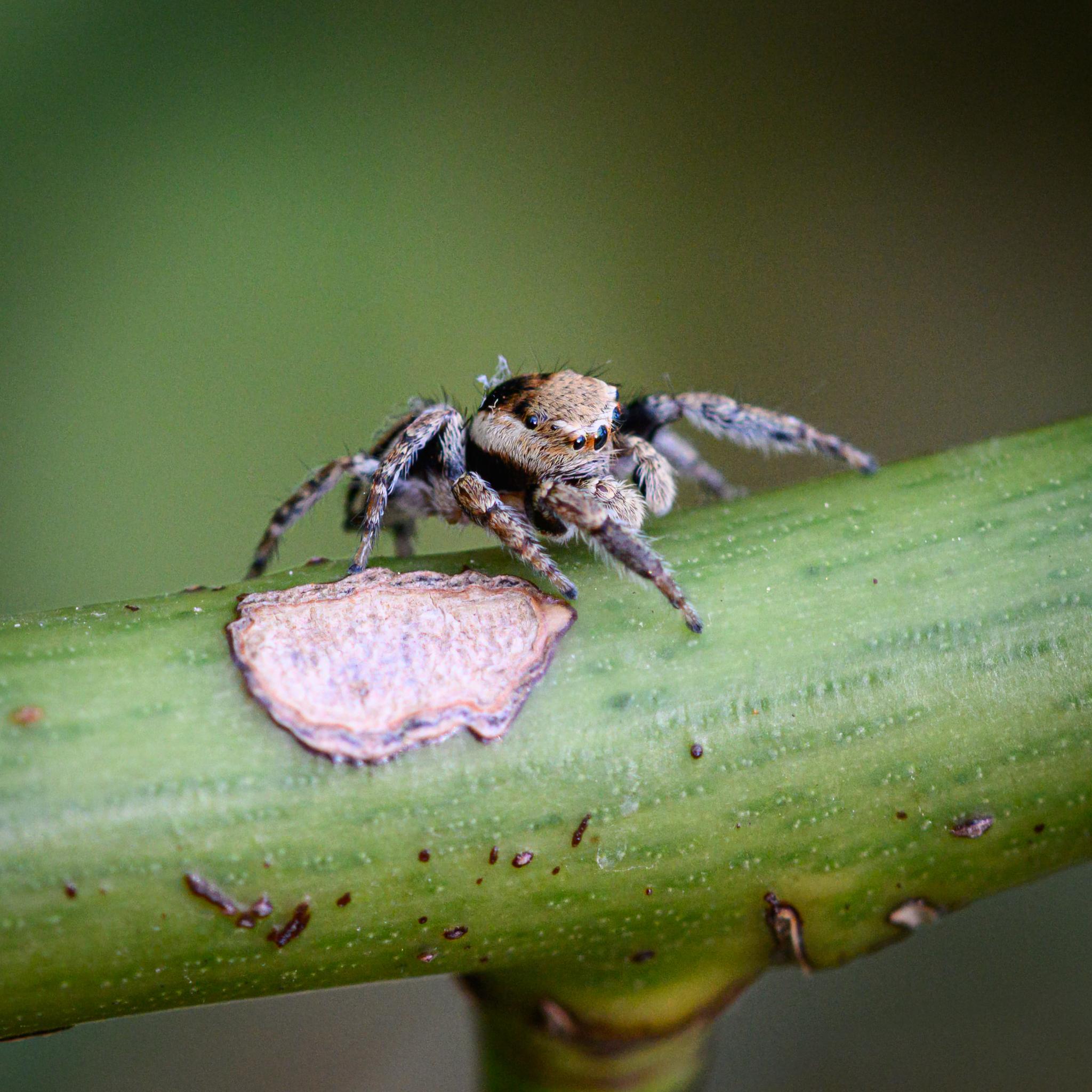 A small jumping spider seen in half profile, sitting on a green rose branch, next to a large light brown scar patch. The spider is a mix of light, medium, and dark brown, and has red around its large eyes.