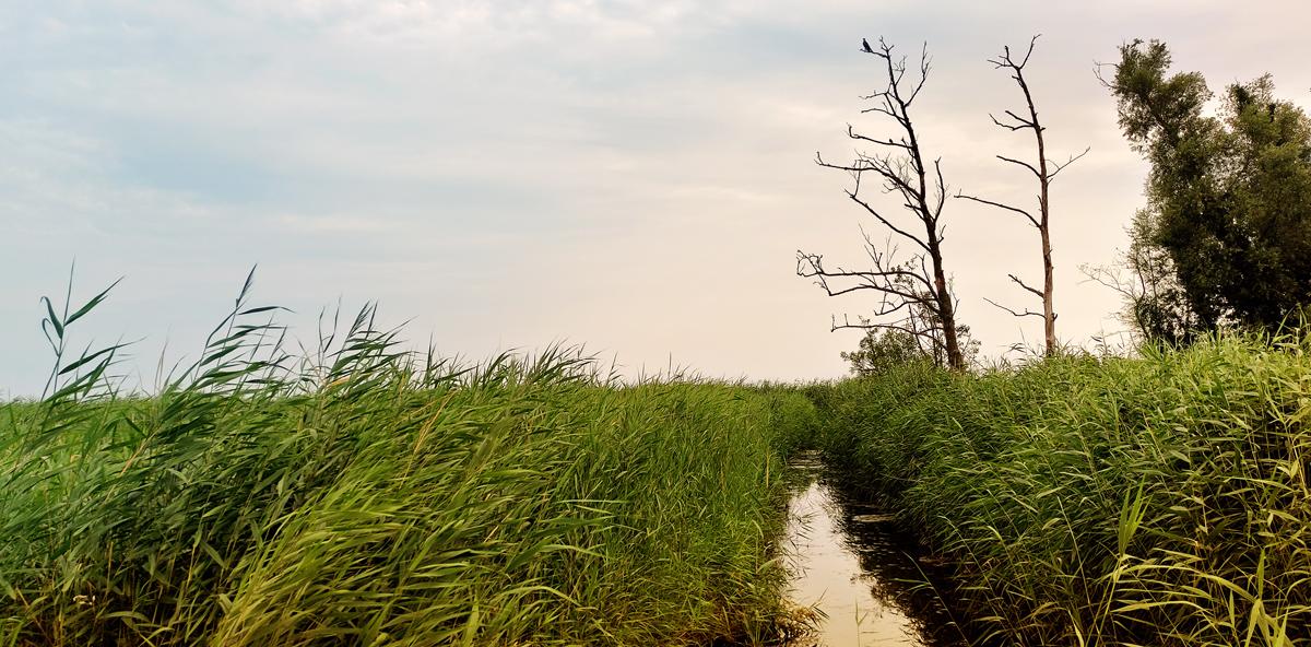 Ostsee Inland nahe Küste - Kanal im Schilf mit toten Bäumen im Hintergrund auf deren dramatisch eine Taube auf der höchsten Stelle hockt.