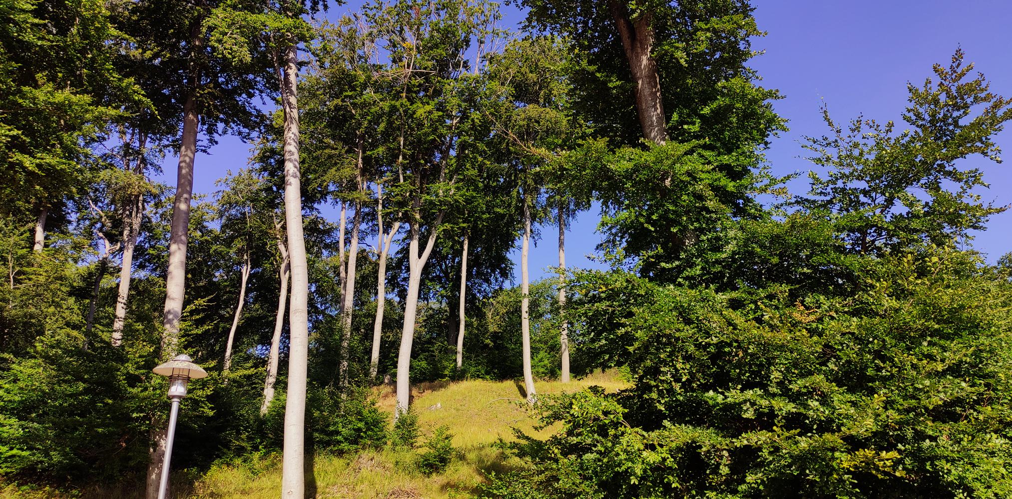 Ostsee Inland, direkt an der Küste - Schöne Bäume, kleiner Wald aus Laubbäumen.