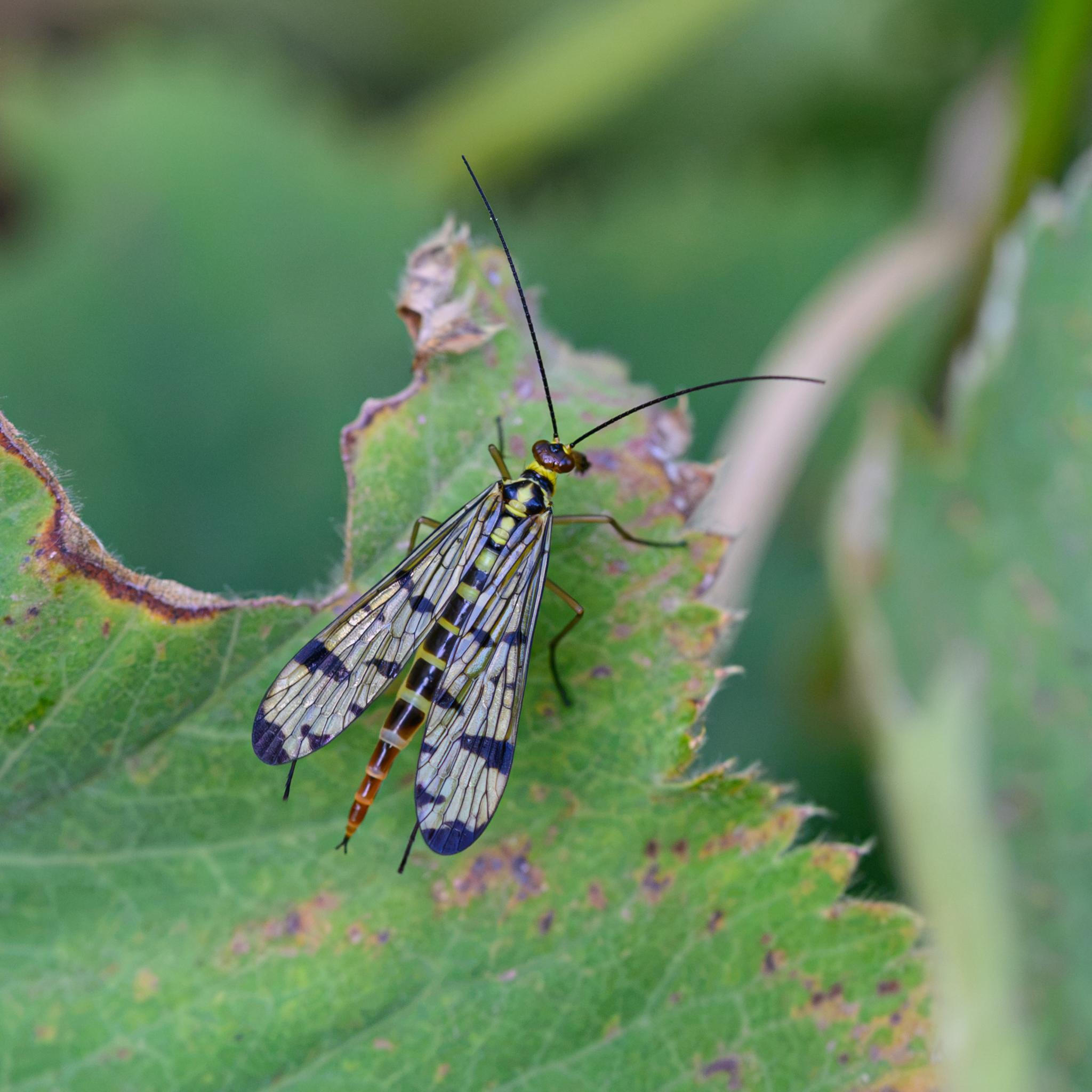 A colourful fly sitting near the edge of a tattered green leaf, seen from above and behind. The fly has a brown head, with yellow at the base of its long black antennae. The thorax and abdomen are banded black and yellow, before turning mahogany for the last few segments of the abdomen. There is a small black Y-shape at the end. The wings are clear with strong black patches.