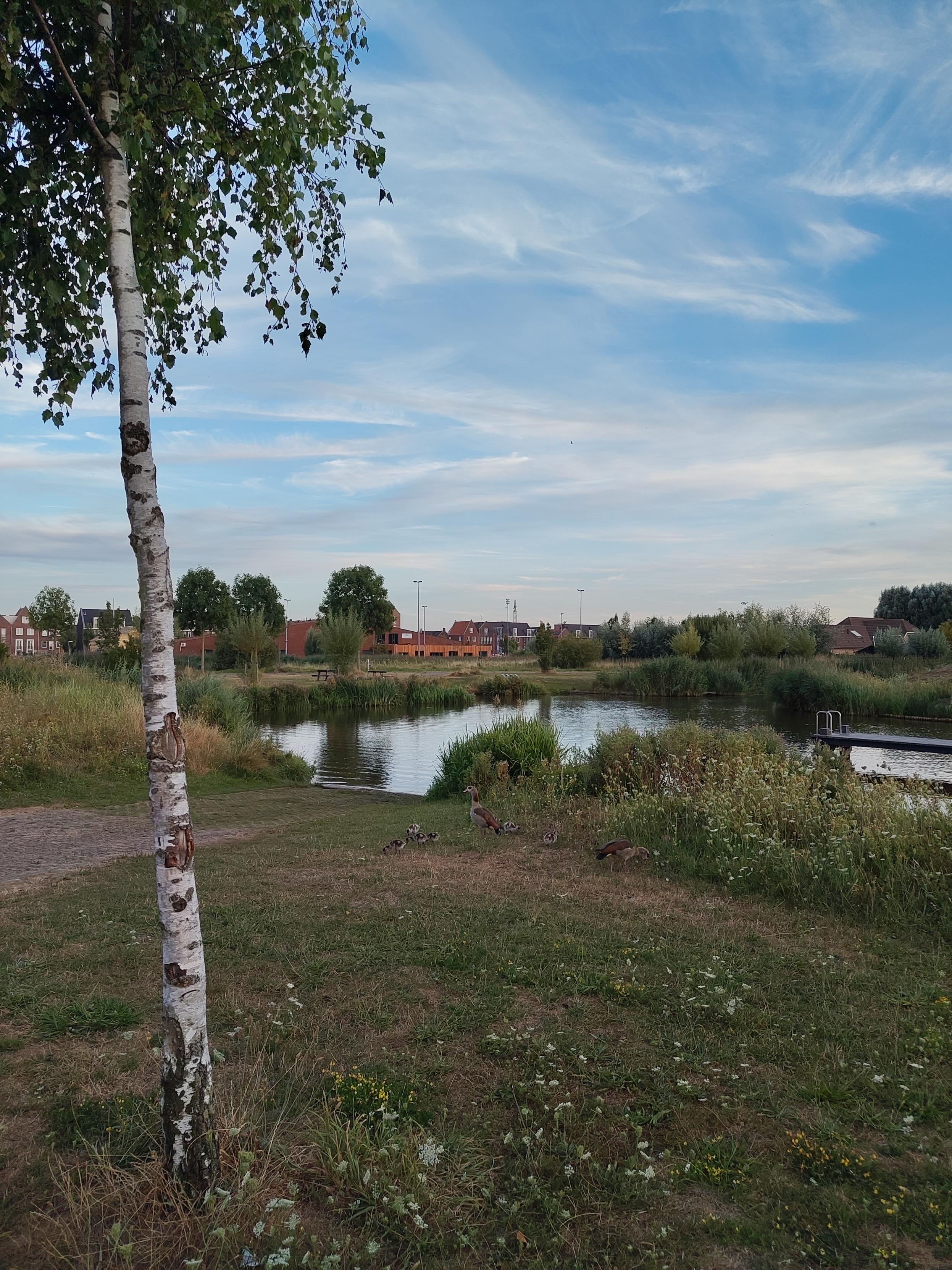 A family of Egyptian geese next to a pond, blue sky with whispy clouds above, birch tree in foreground, evening light, vwry idyllic.