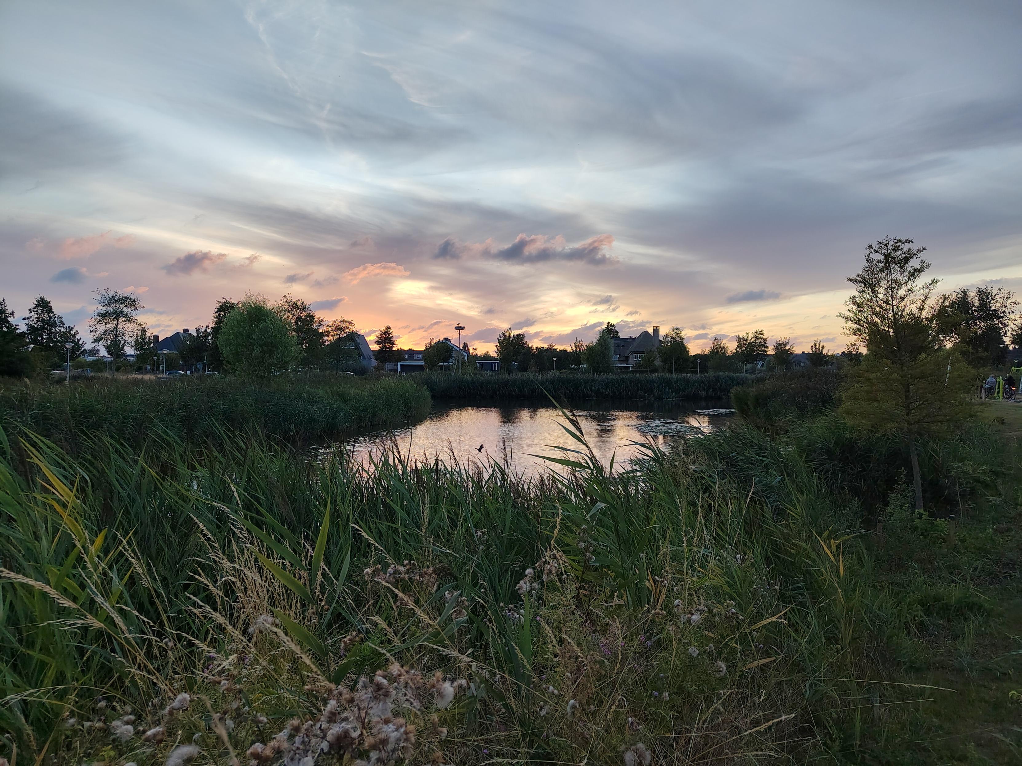 Sunset over a pond, in foreground buushes and grass, in background a few buildings.