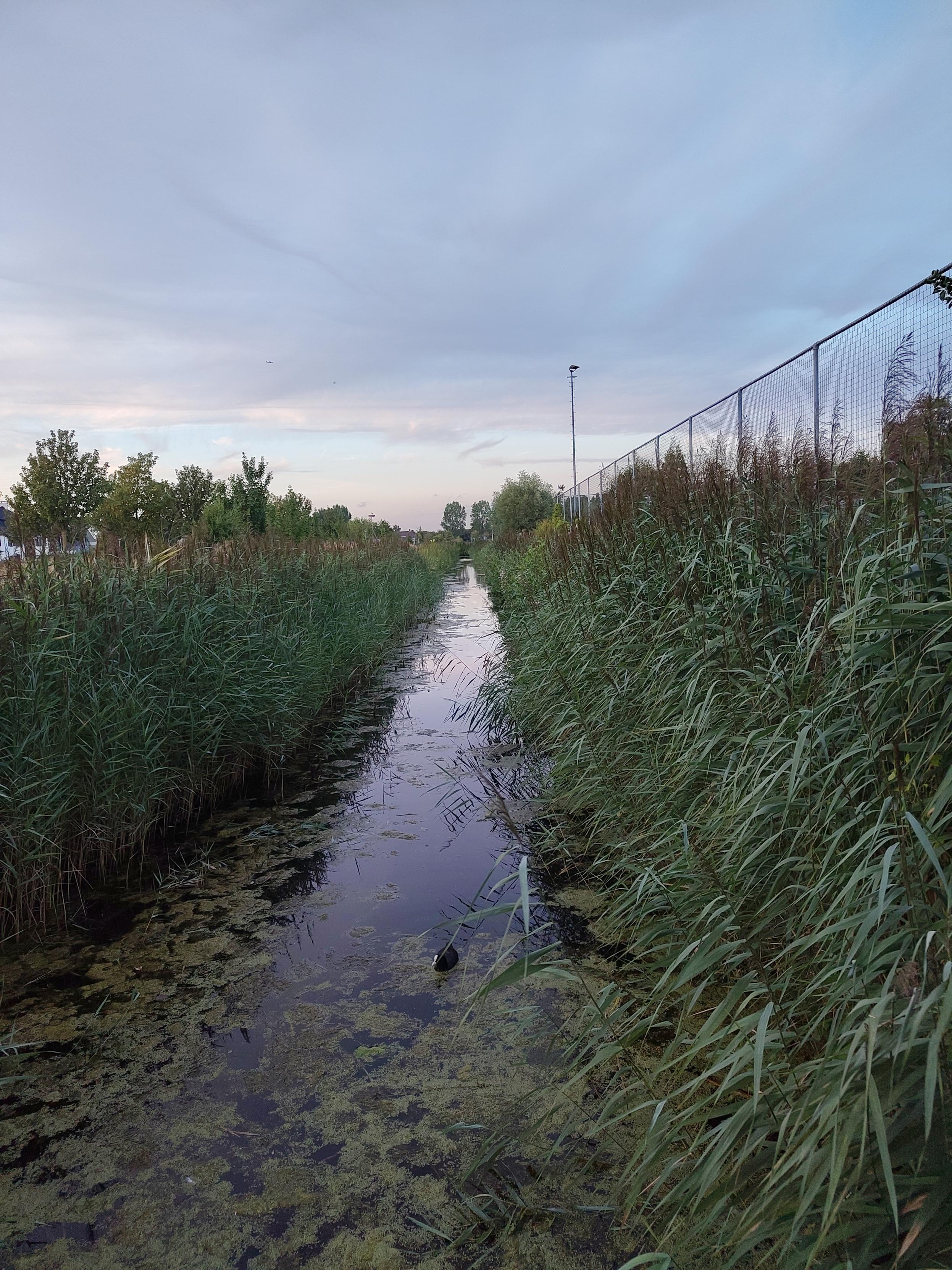 An overgrown straight long canal on evening light, the sky is reflecting purple in the water.