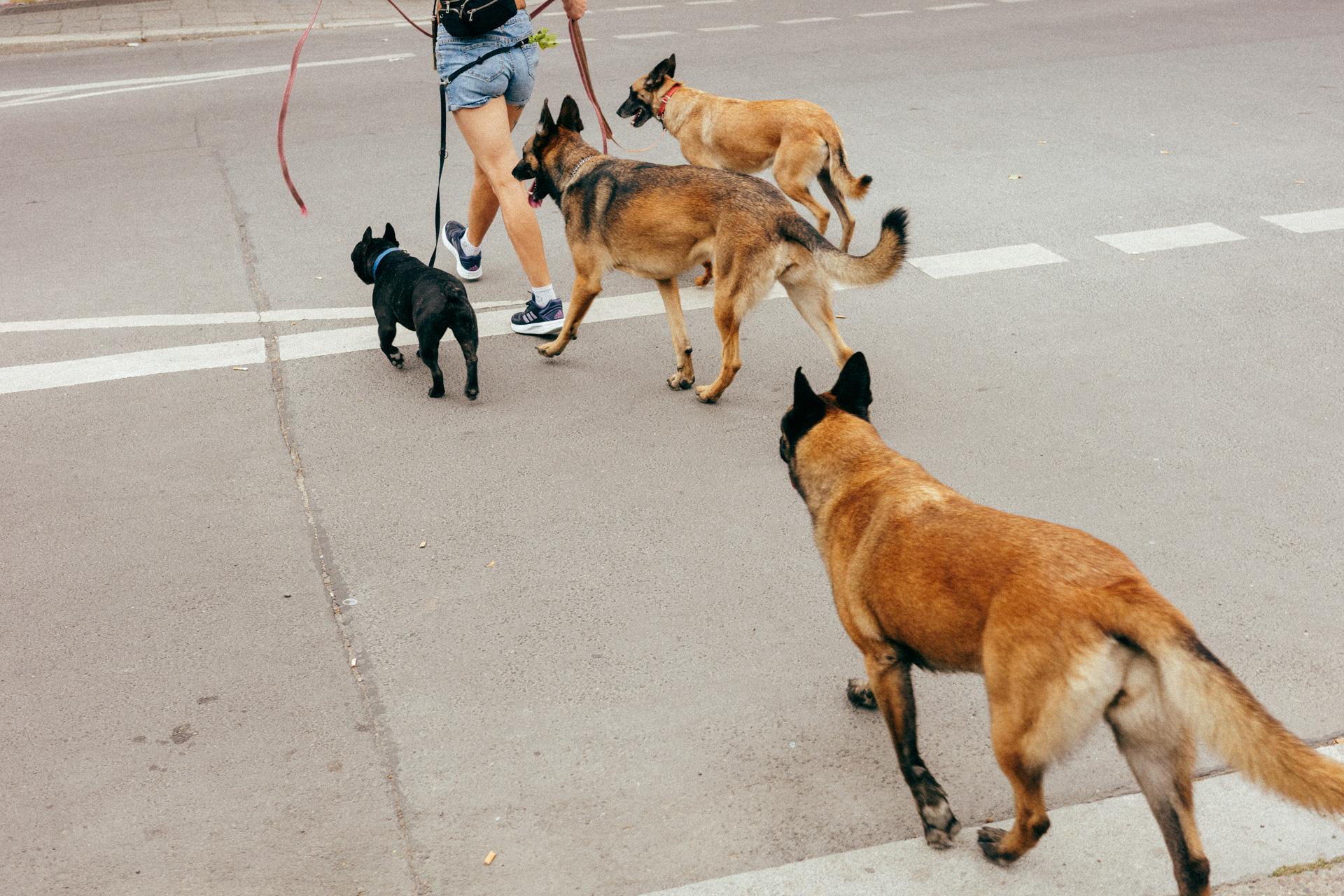Fotografía del torso inferior de una persona cruzando la calle con varios perros (en realidad hay cinco, pero hay uno del que apenas se ve una peta, ¿ves dónde está?)
Photograph of the lower torso of a person crossing the street with several dogs (there are actually five, but one is barely visible. Can you see where it is?)