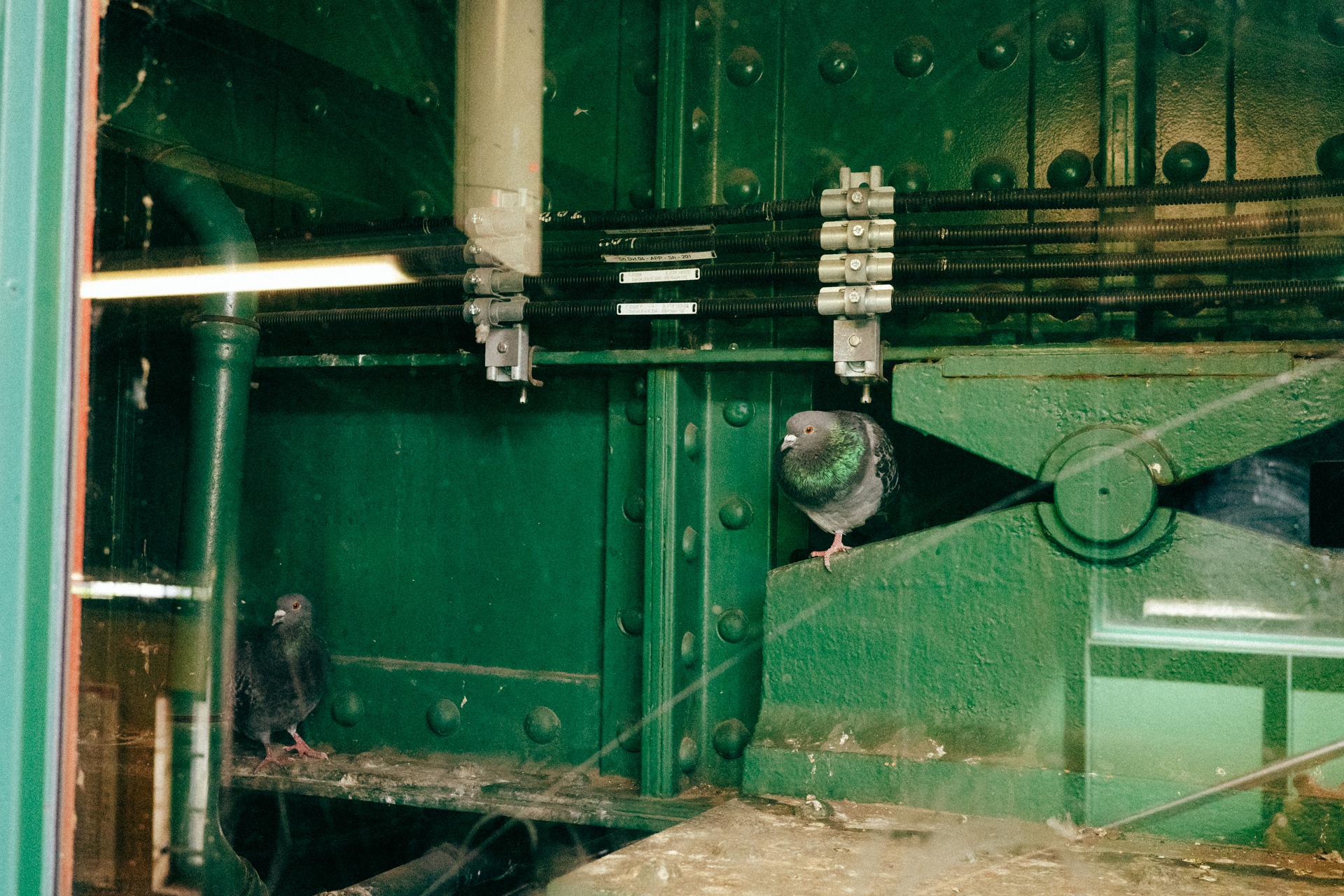 Foto de dos palomas sorprendidas por que les haga una foto. Están posadas entre hierros y engranajes, tras un cristal en la estación de Schönhauser Allee a través del cual se pueden ver las vías desde las escaleras de bajada.
A photo of two pigeons surprised at having their picture taken. They are perched amidst ironwork and gears, behind a glass pane at the Schönhauser Allee station, a window that offers a view of the tracks from the descending stairs.