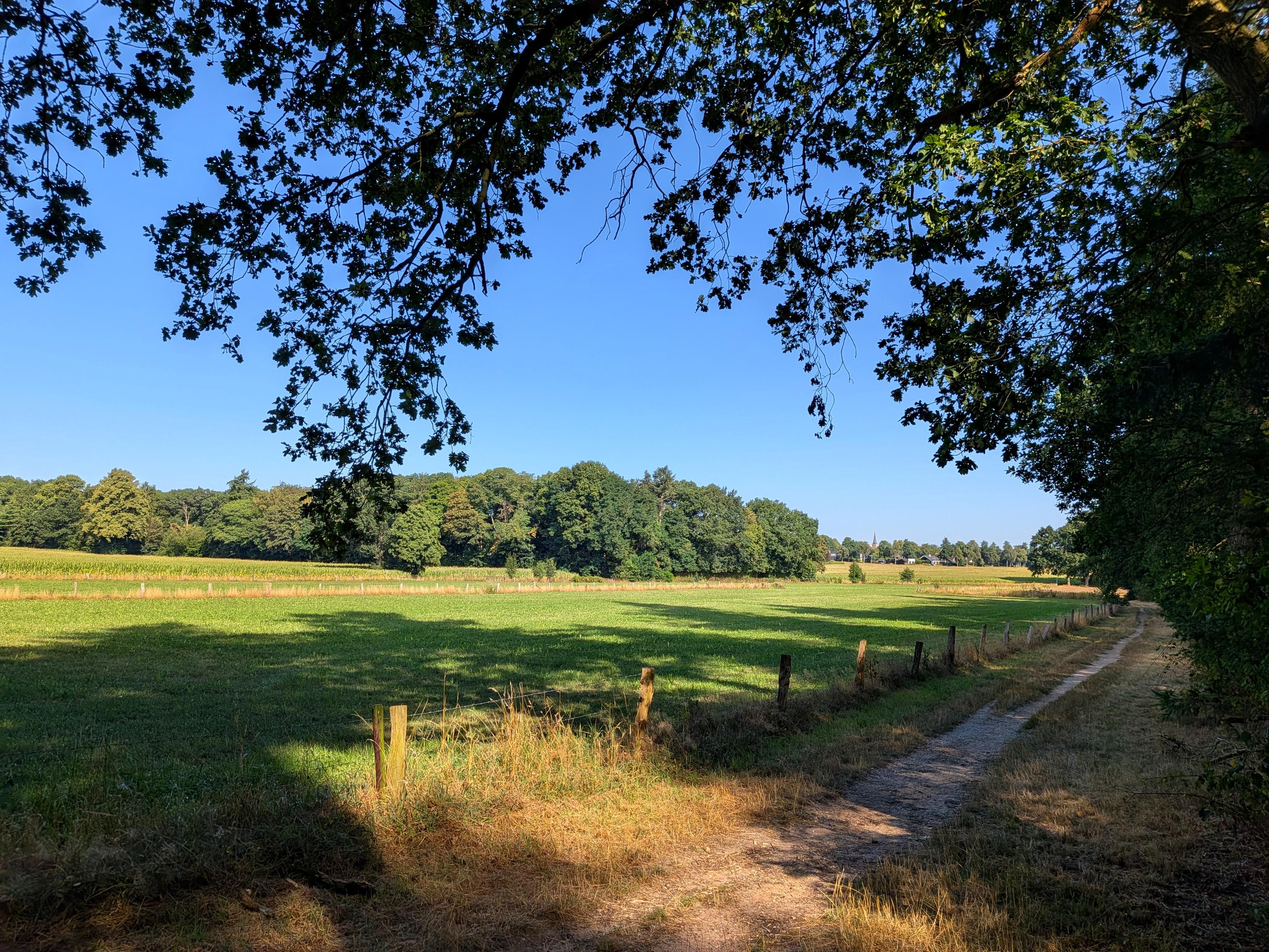 Grasveld met pad en bomen