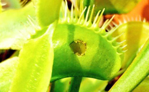 A Venus flytrap's trap with a hole chewed in the side where someone escaped.