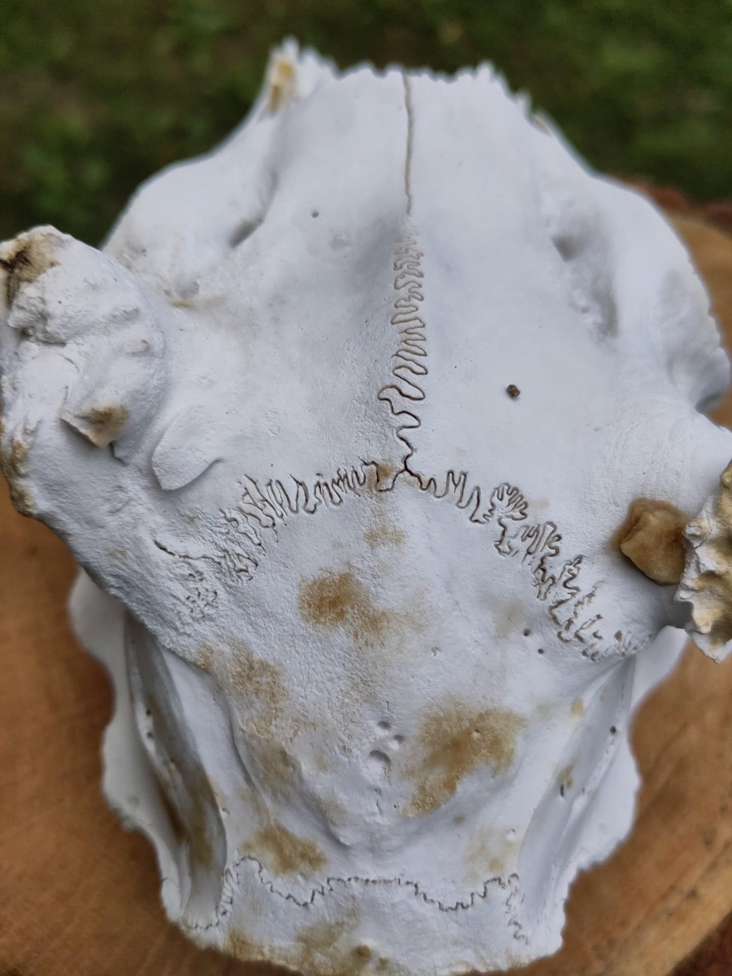 A Deer skull bone I found in the yard. White bleached, no organic material left. Seen from the top, showing the patterns of skull bone continental boundaries.