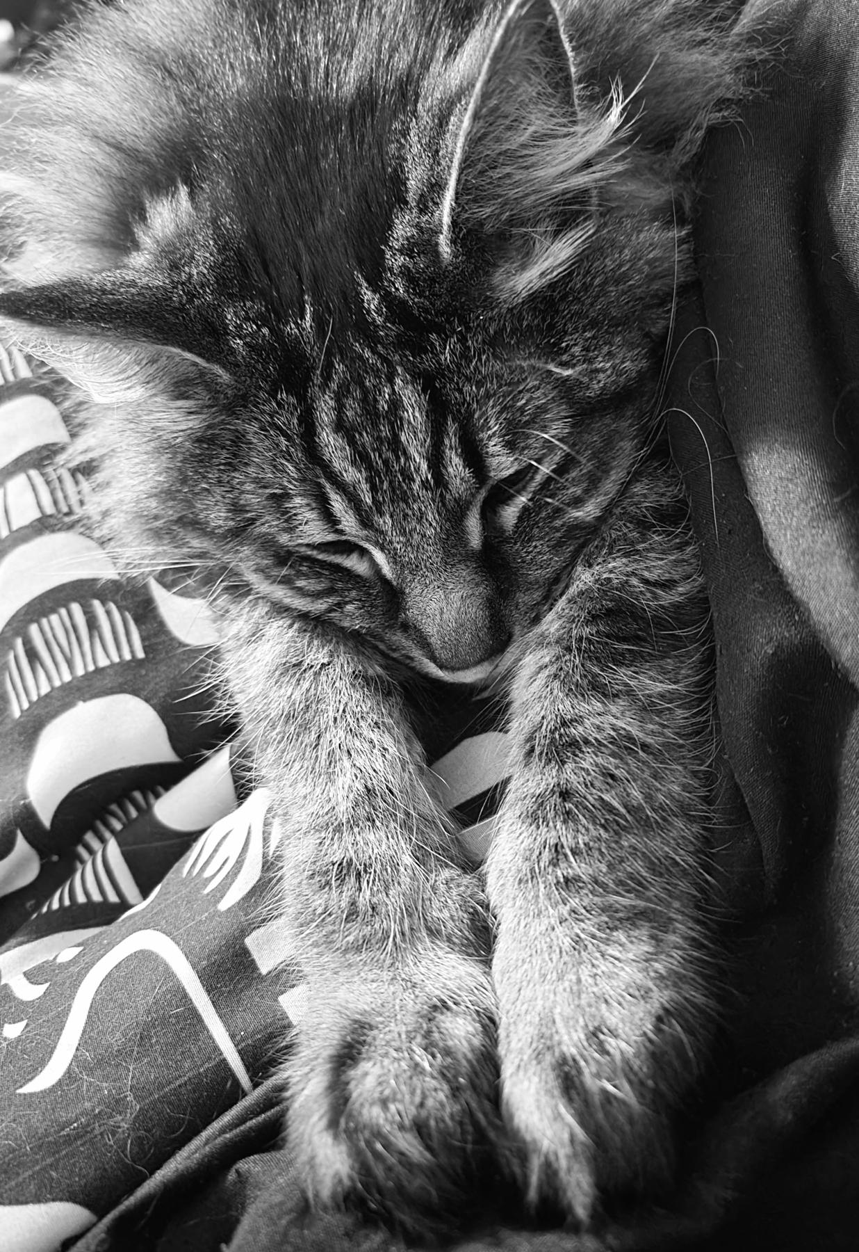 A black and white photo of a fluffy grey tabby cat, named Ronan, sleeping peacefully on a patterned blanket with his paws outstretched in a "super cat" pose.