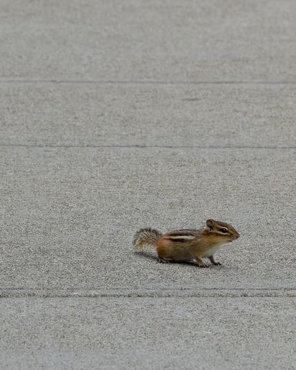 Little chipmunk with a few stripes along its length stands on all fours between the lines on a concrete sidewalk