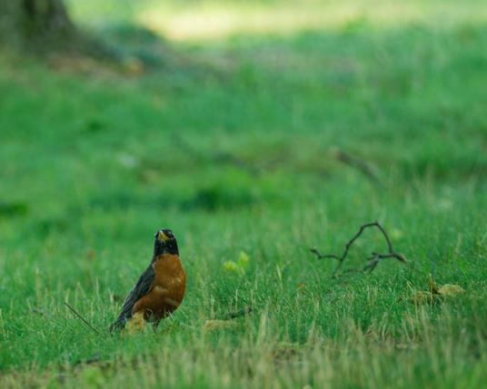 A robin looks small on a green grass lawn with twigs