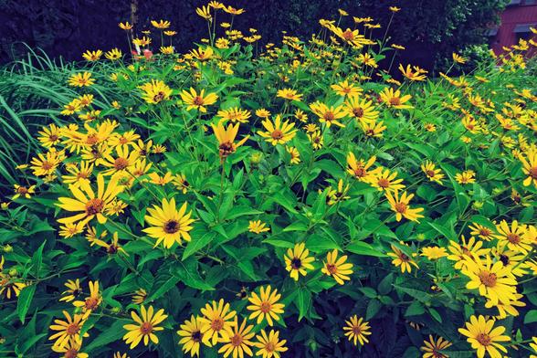 I dunno, 50 of or so yellow flowers that have unusually pointy petals in a thick patch of green foliage