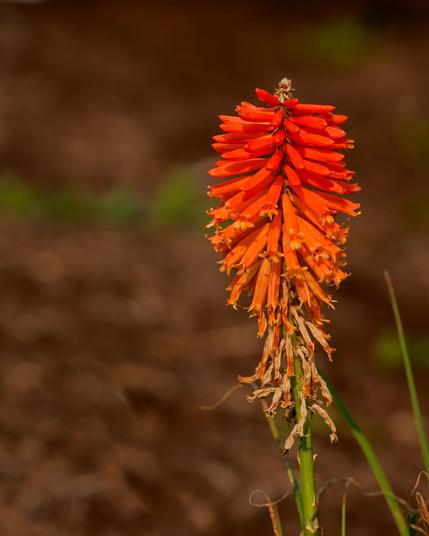 Plant with cylinderically arrainged cylinderical flowers has a gradient from red-orange to yellow-orange at the bottom