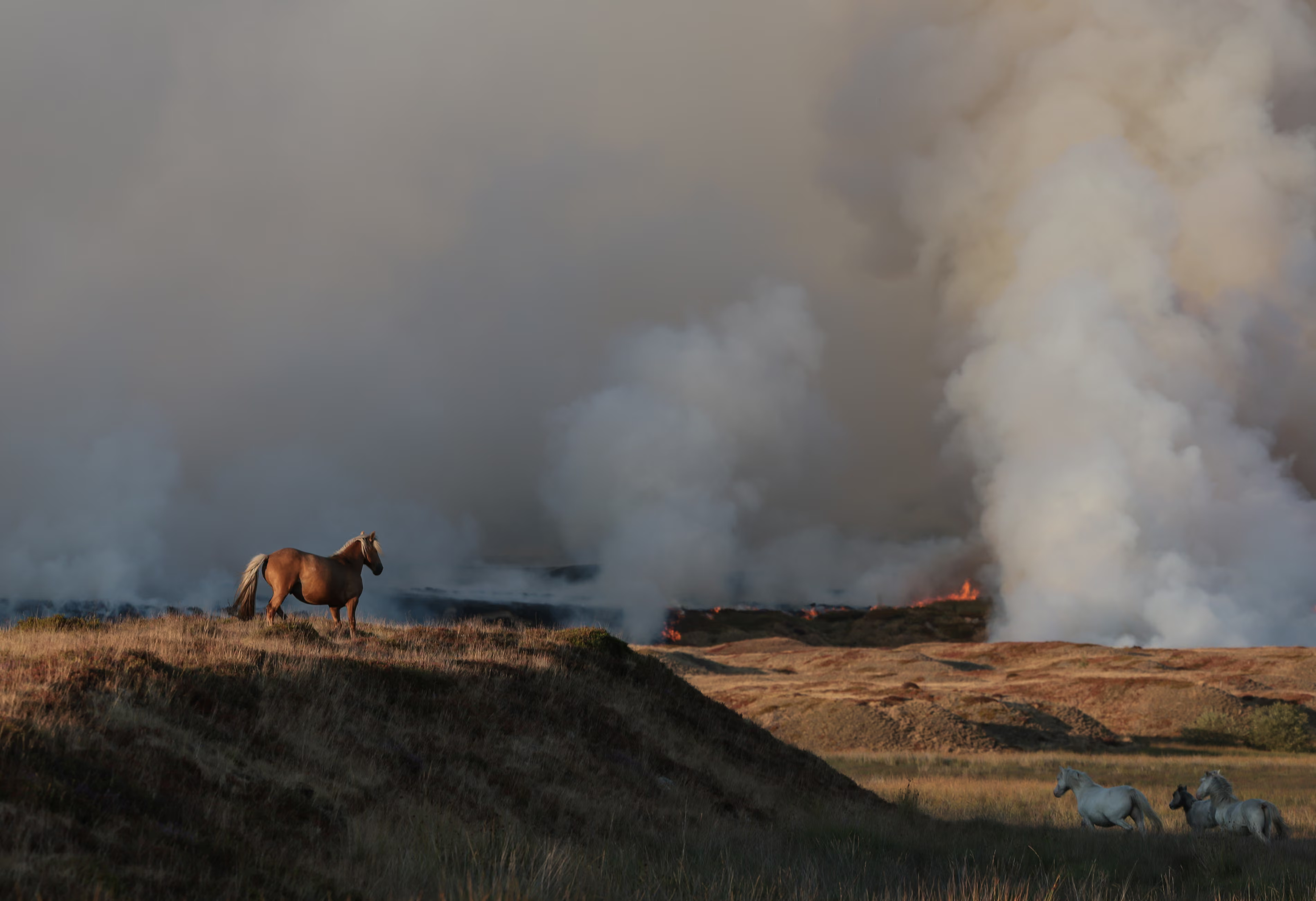 Horses on Llangynidr Moor as wildfires burn.