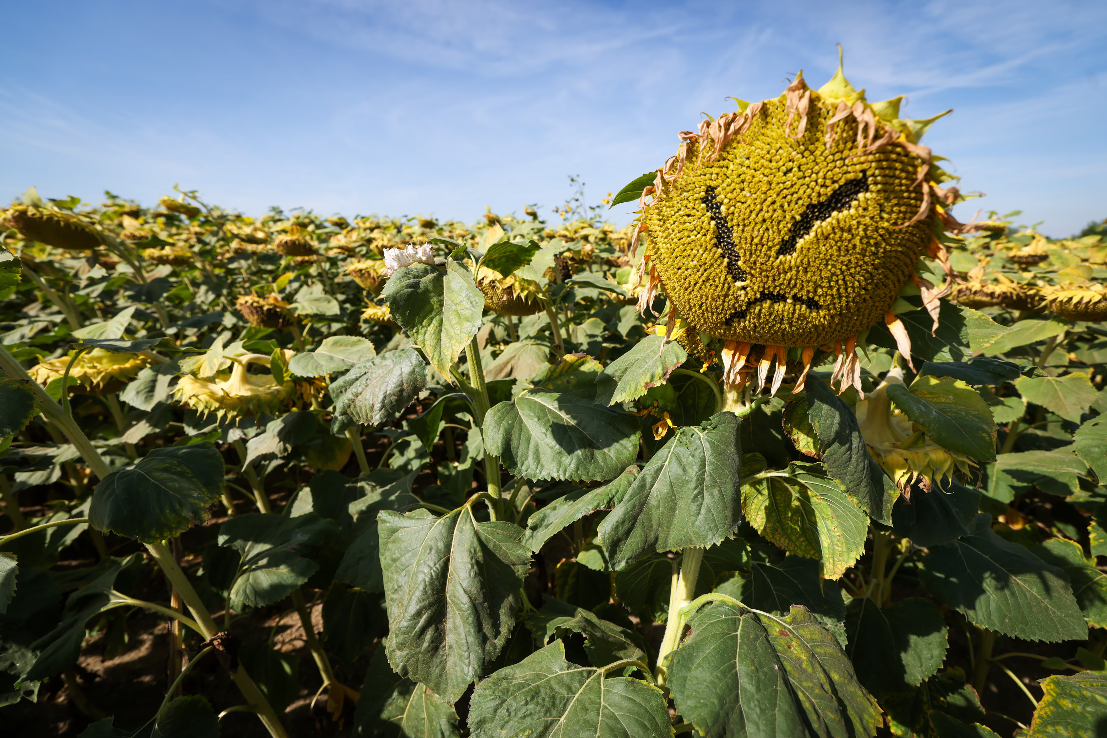 Dry sunflowers in a field.